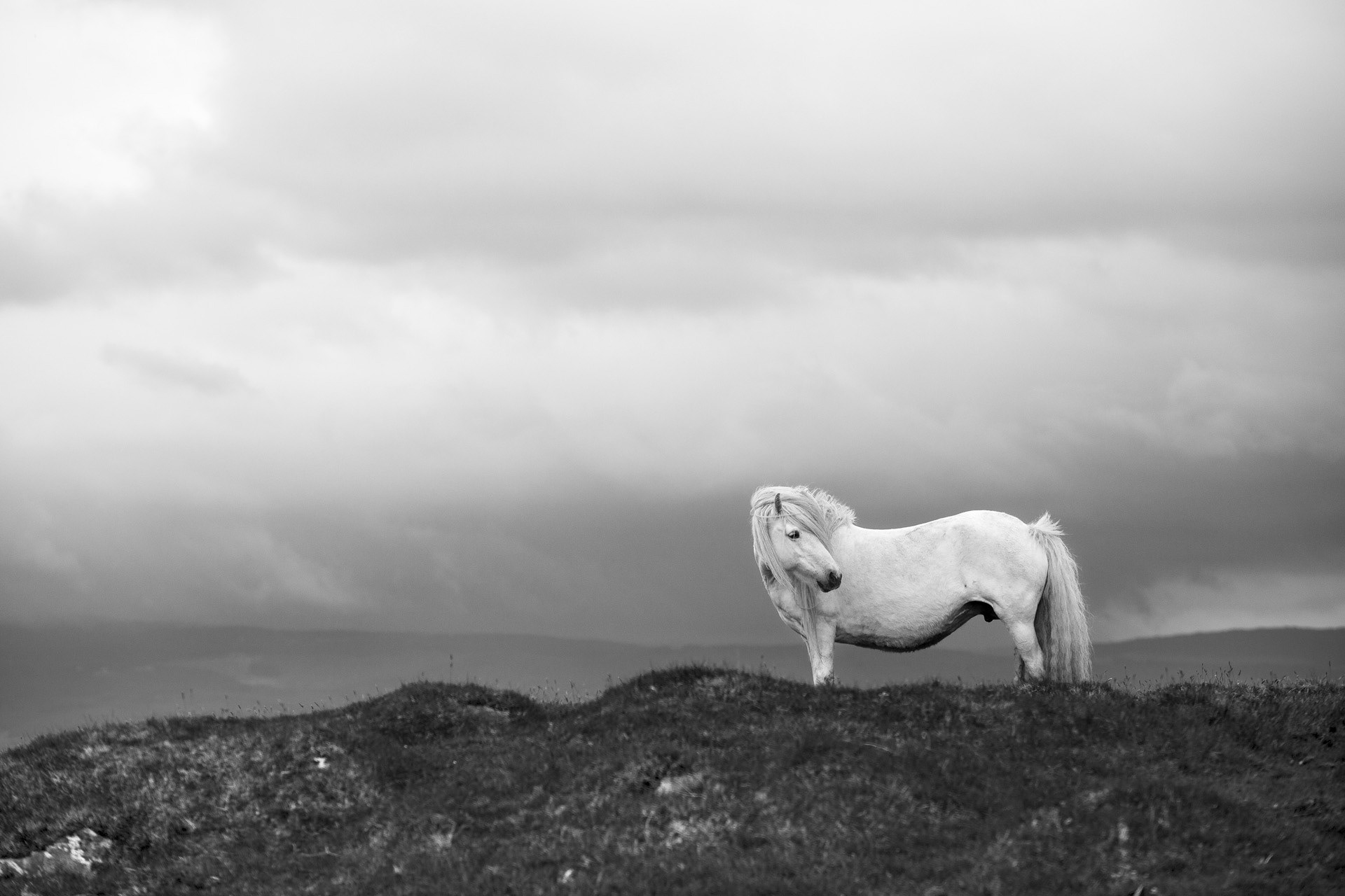 L'étalon des Highlands