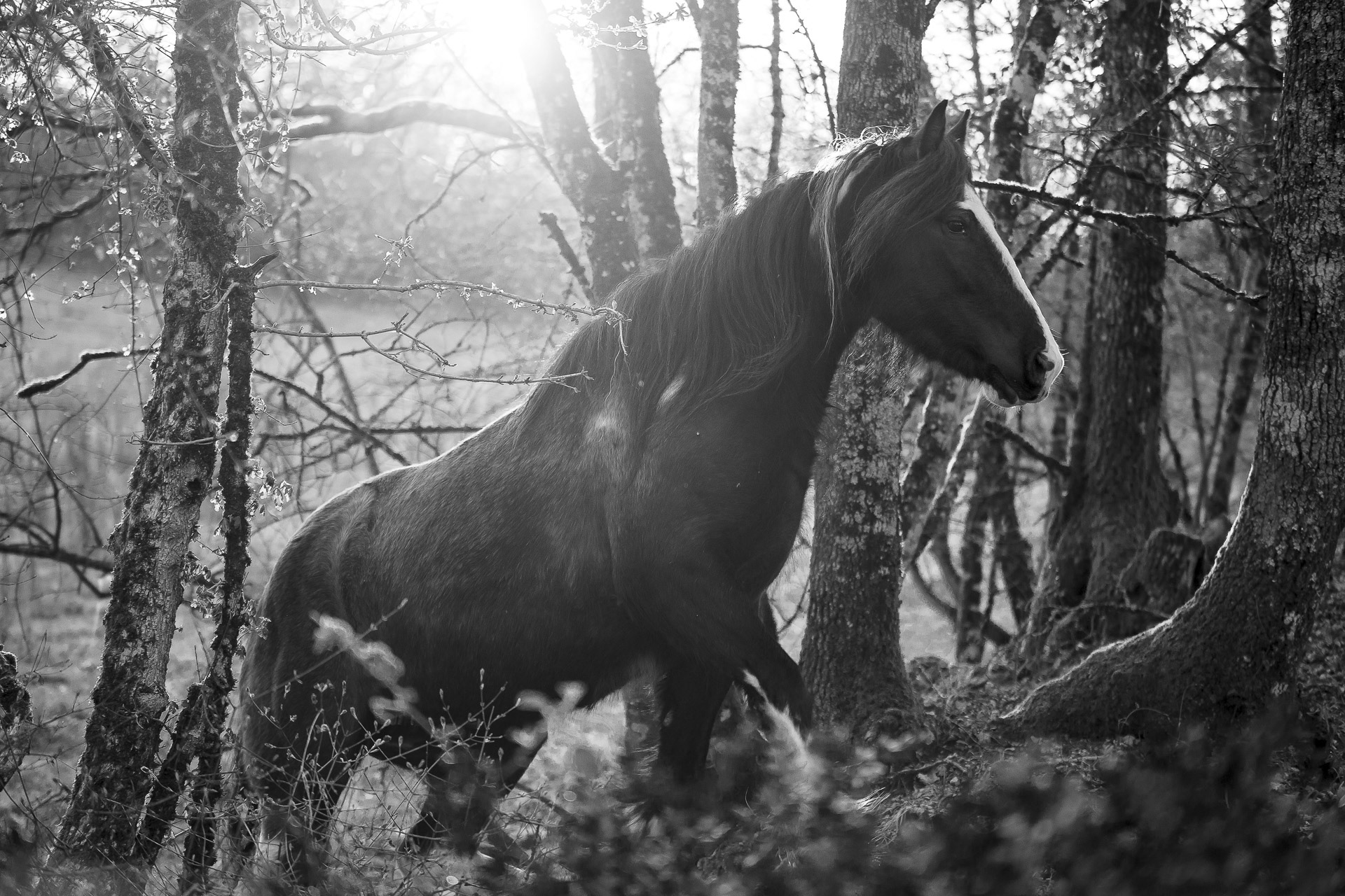 Entrer dans la forêt
