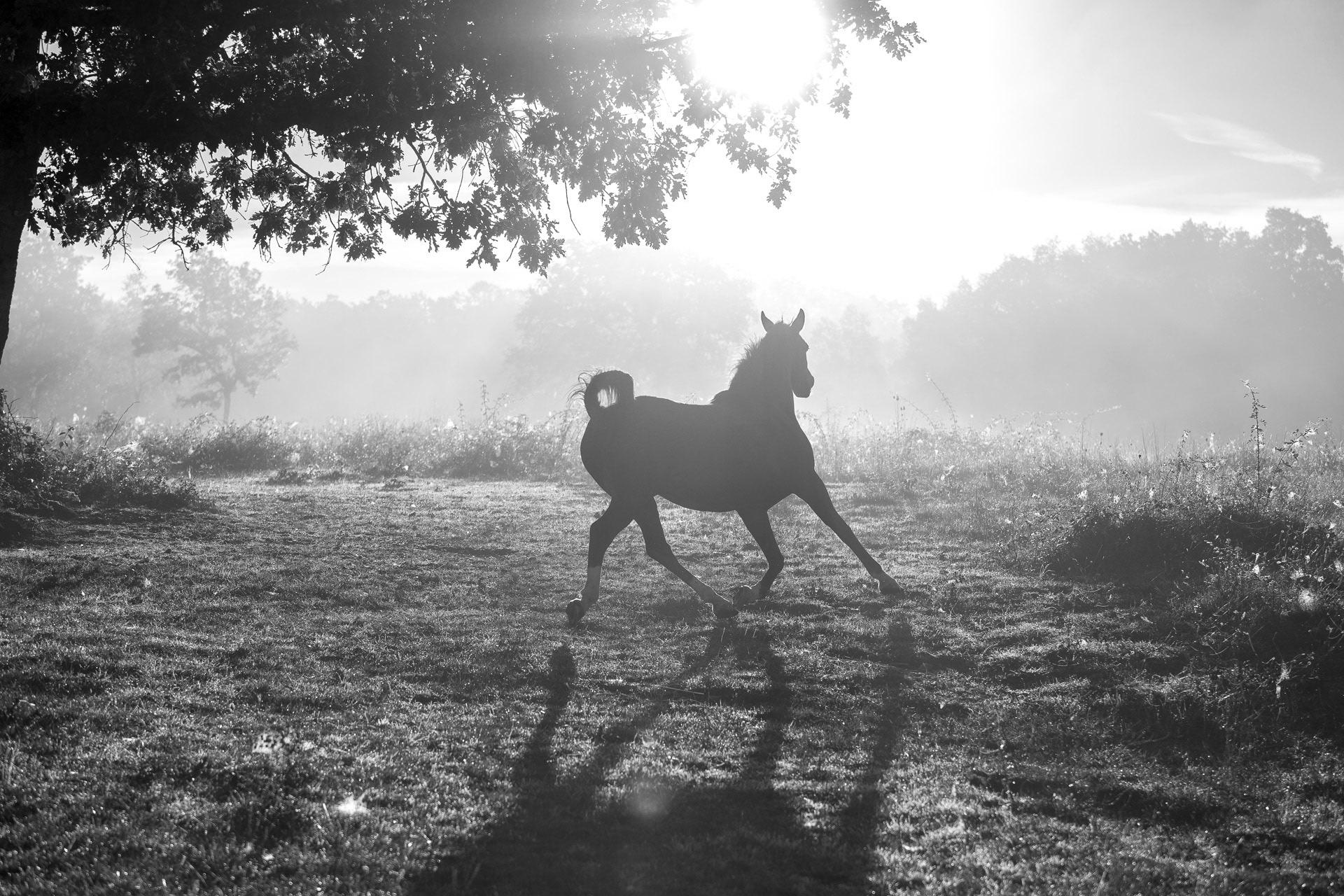 Arabe au lever du soleil