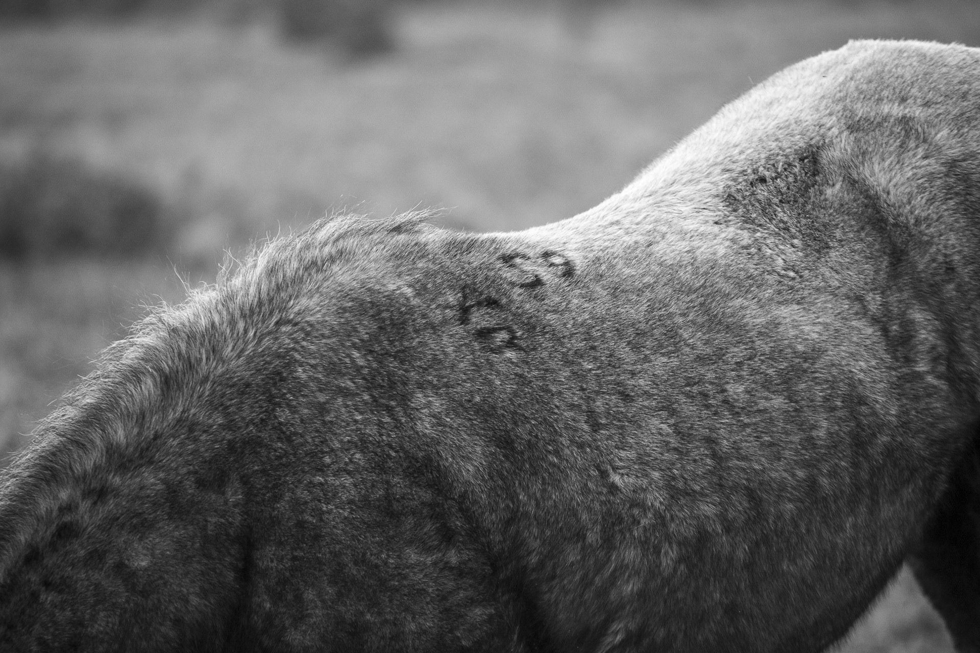 Marquage sur New Forest