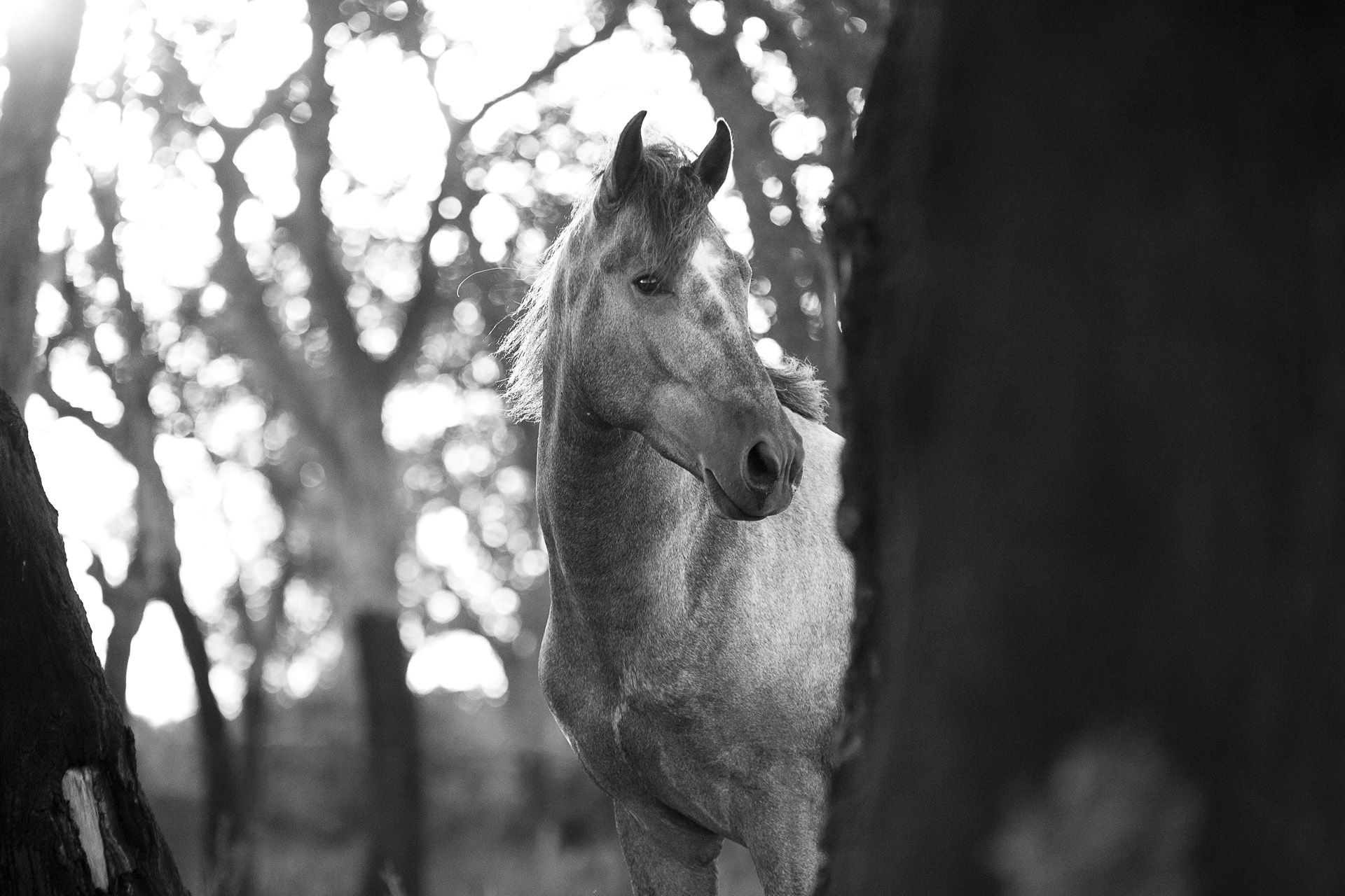 Portrait forestier