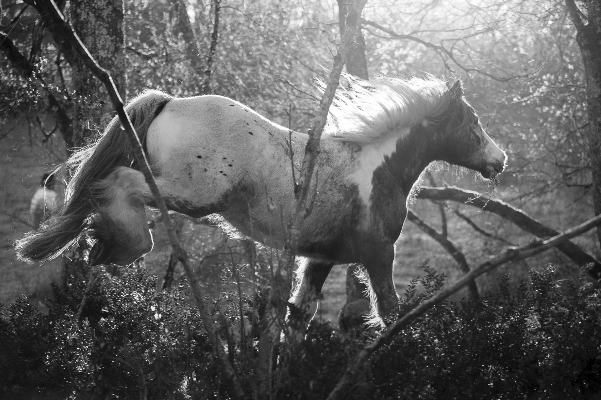 Au galop dans la forêt