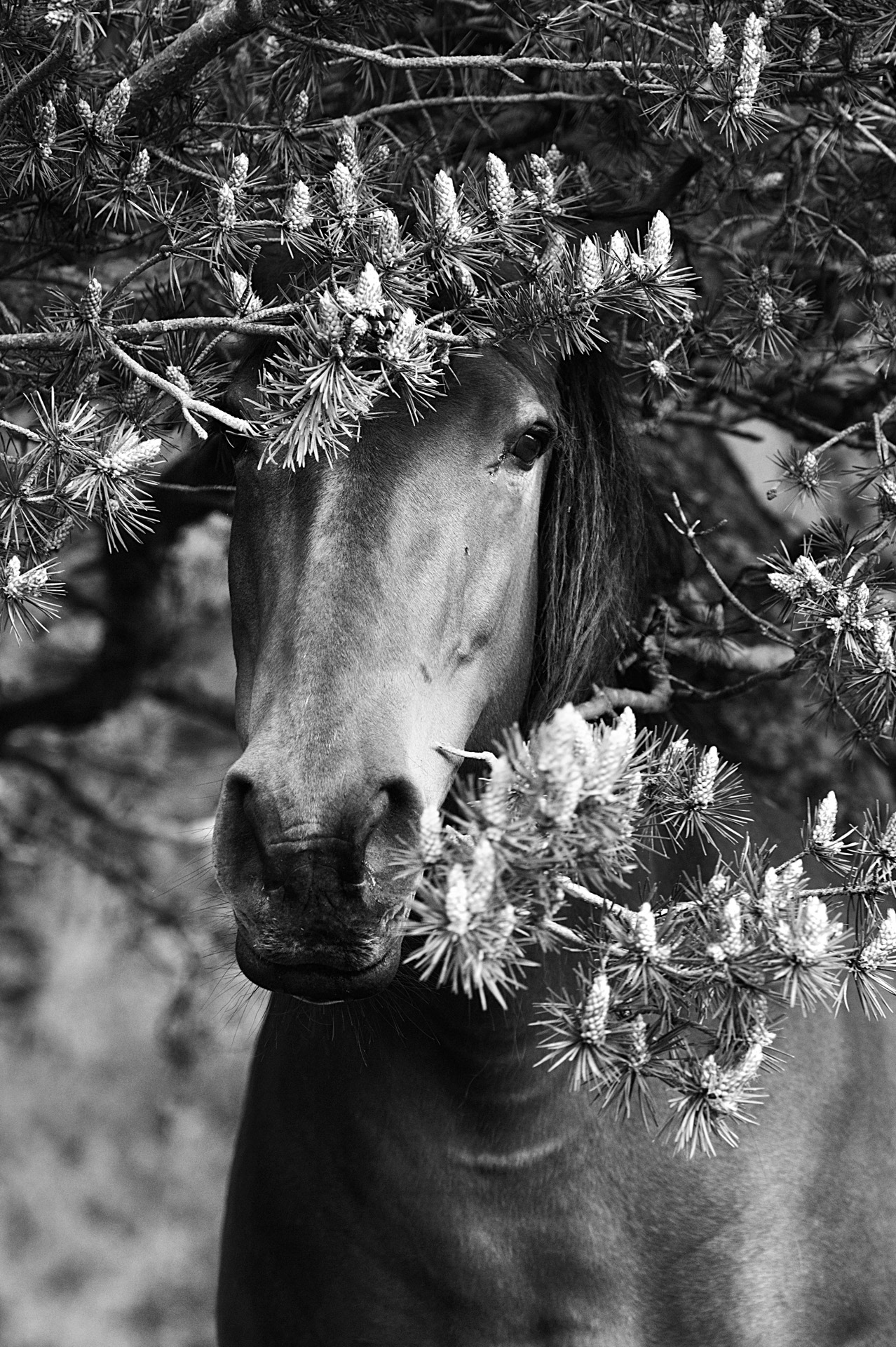 Princesse du Vercors