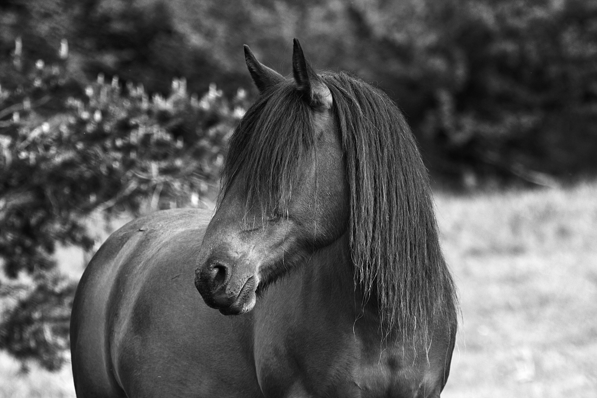 Aurore