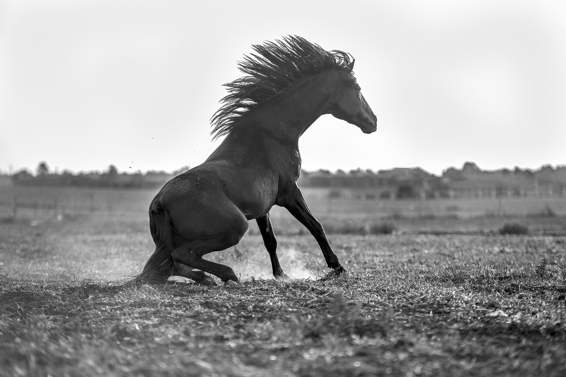 Puissance et détermination