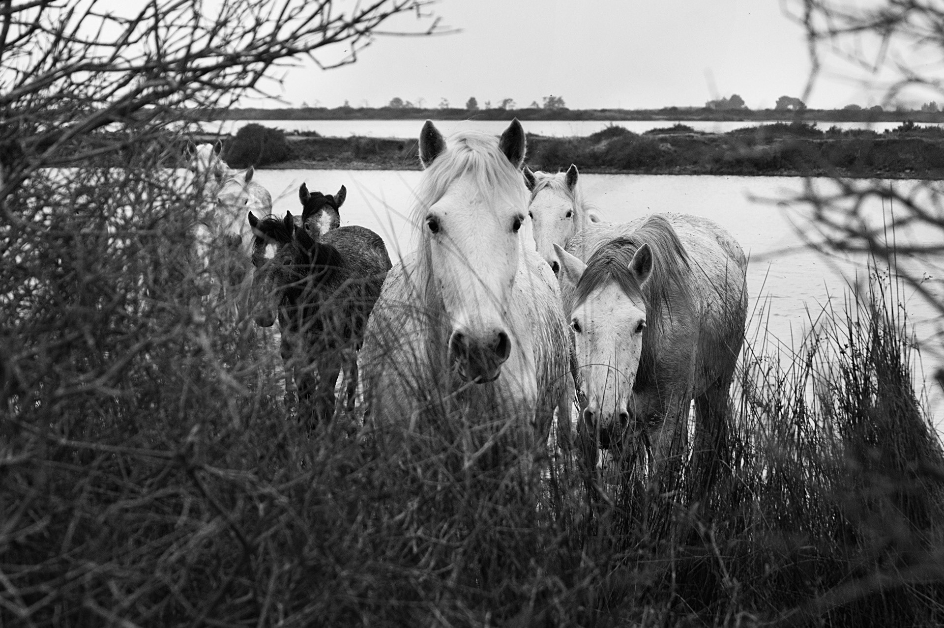 Rencontre buissonière