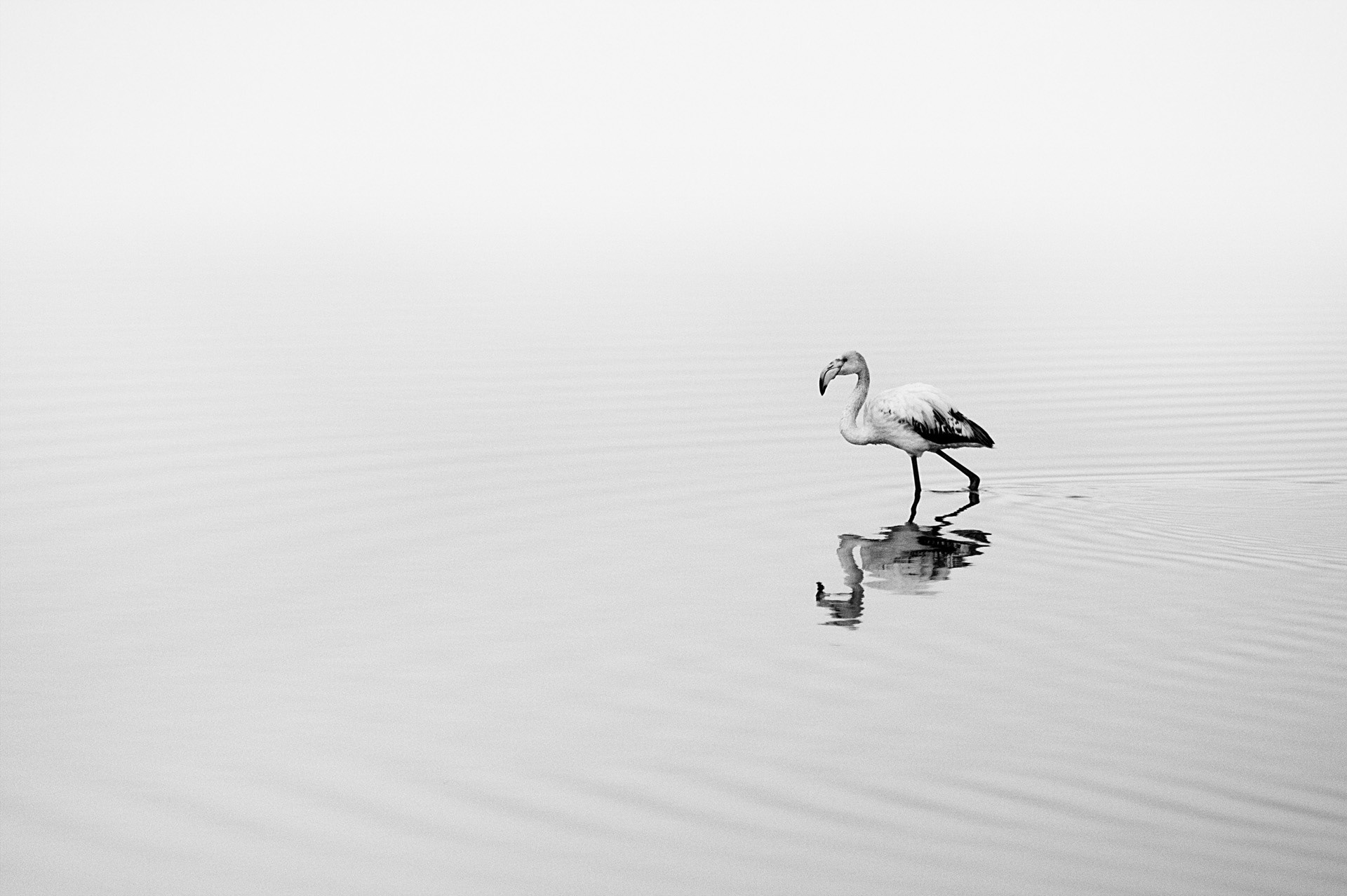 Solitaire