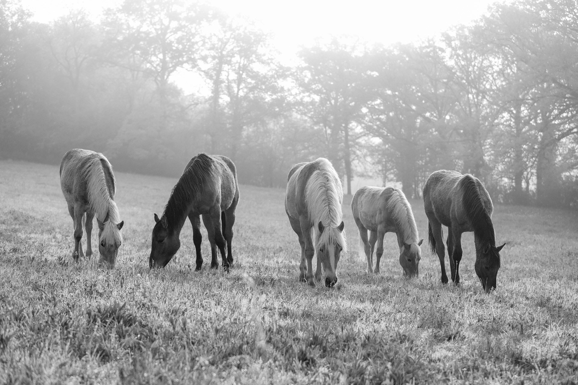 Copains de pature