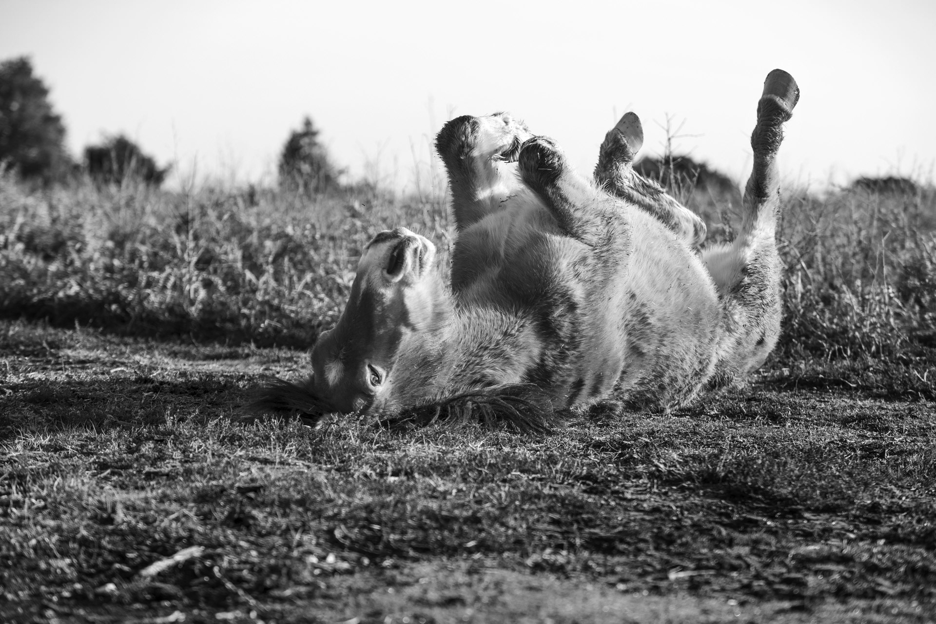 Roulade au lever du soleil