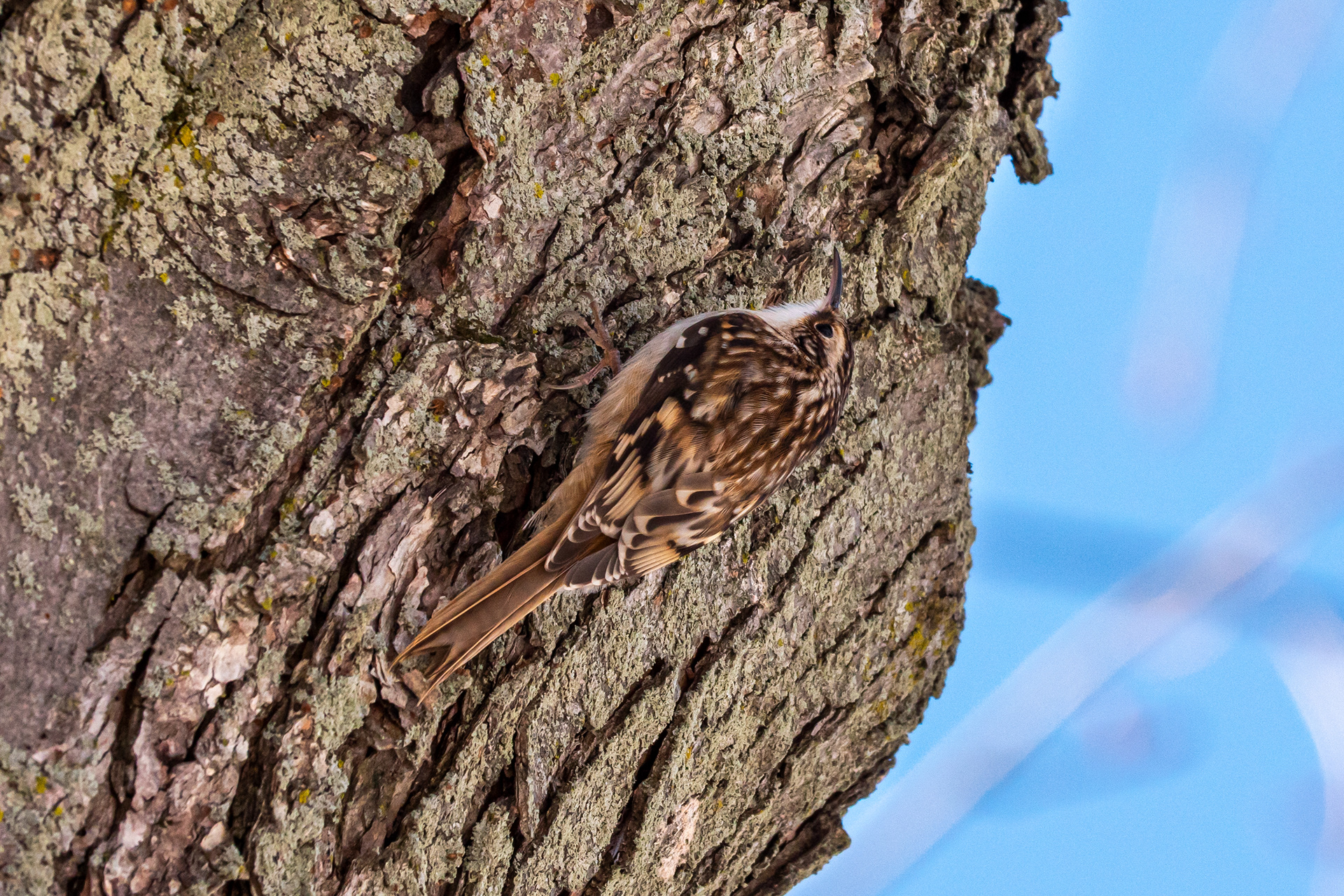 Brown Creeper