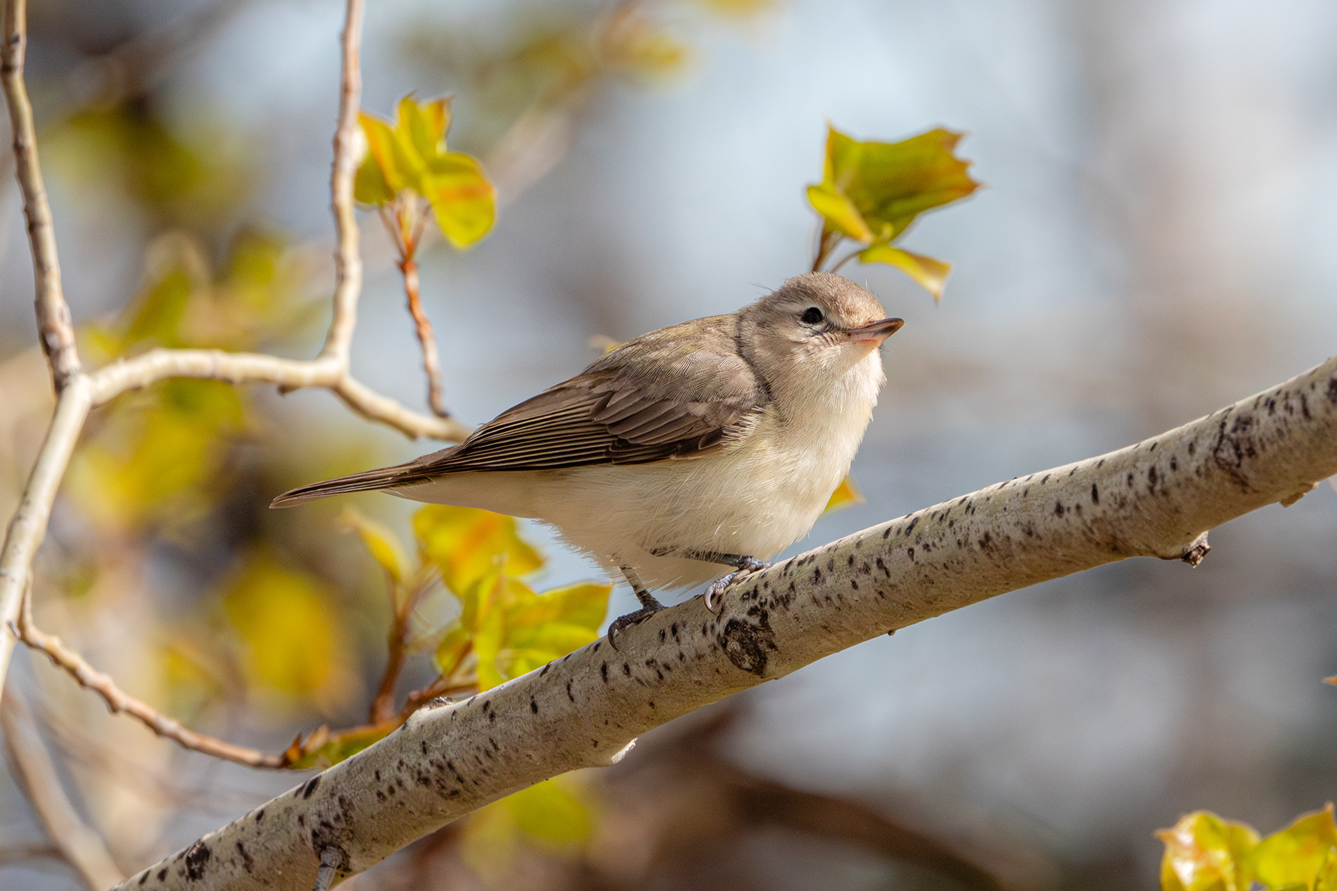 Warbling Vireo