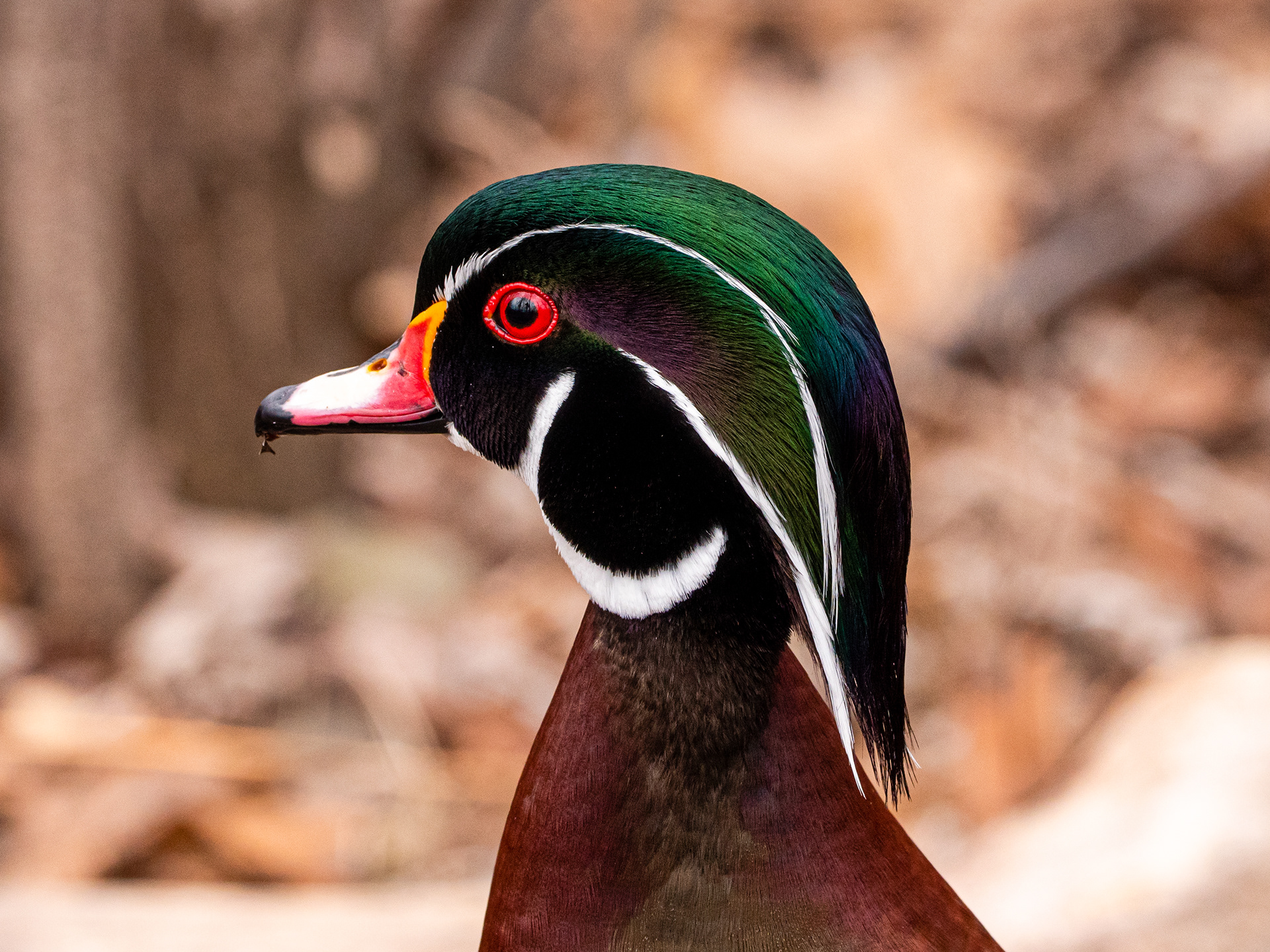 Wood Duck