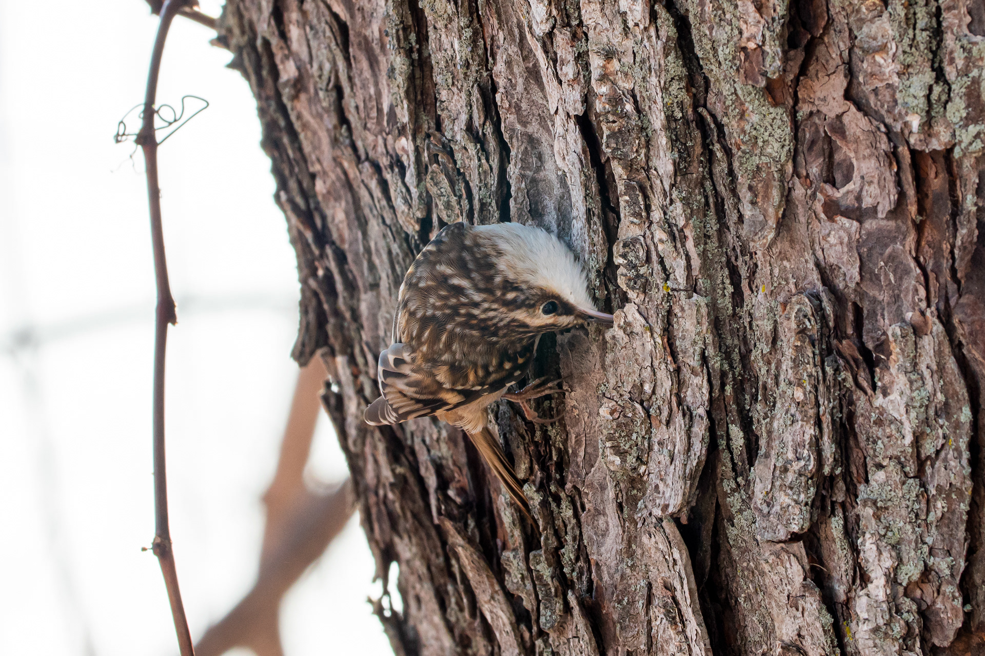 Brown Creeper