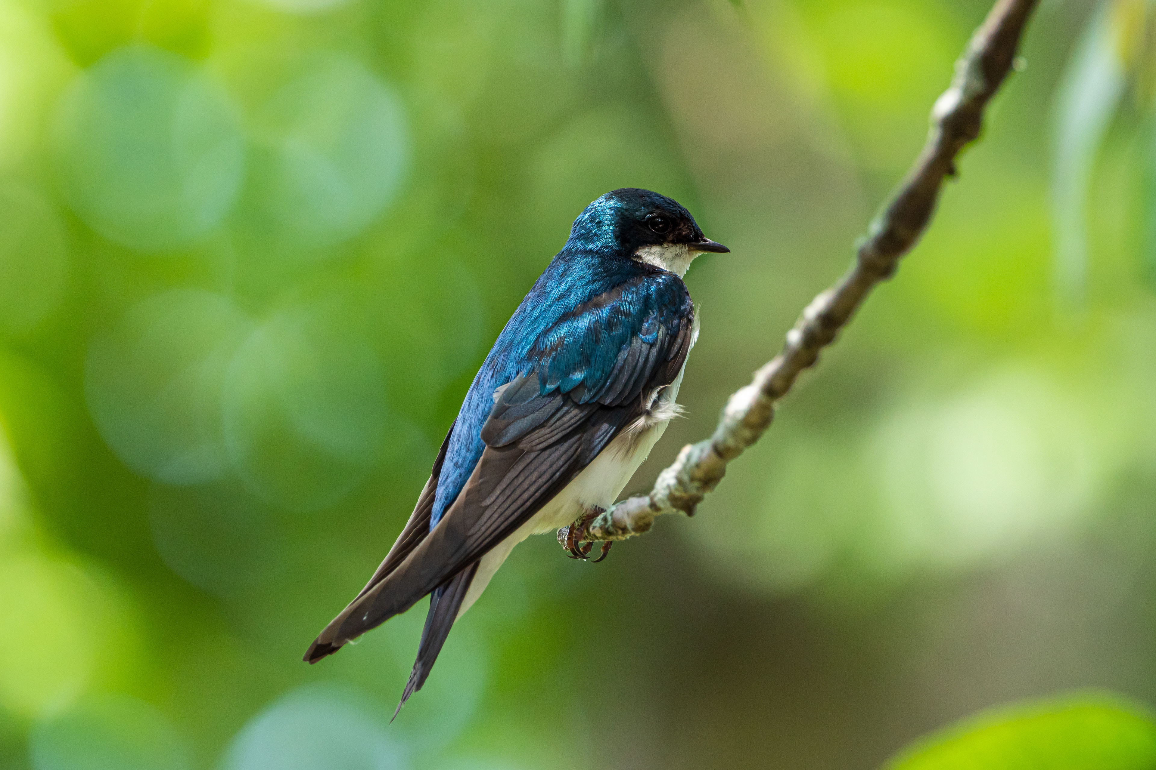 Tree Swallow
