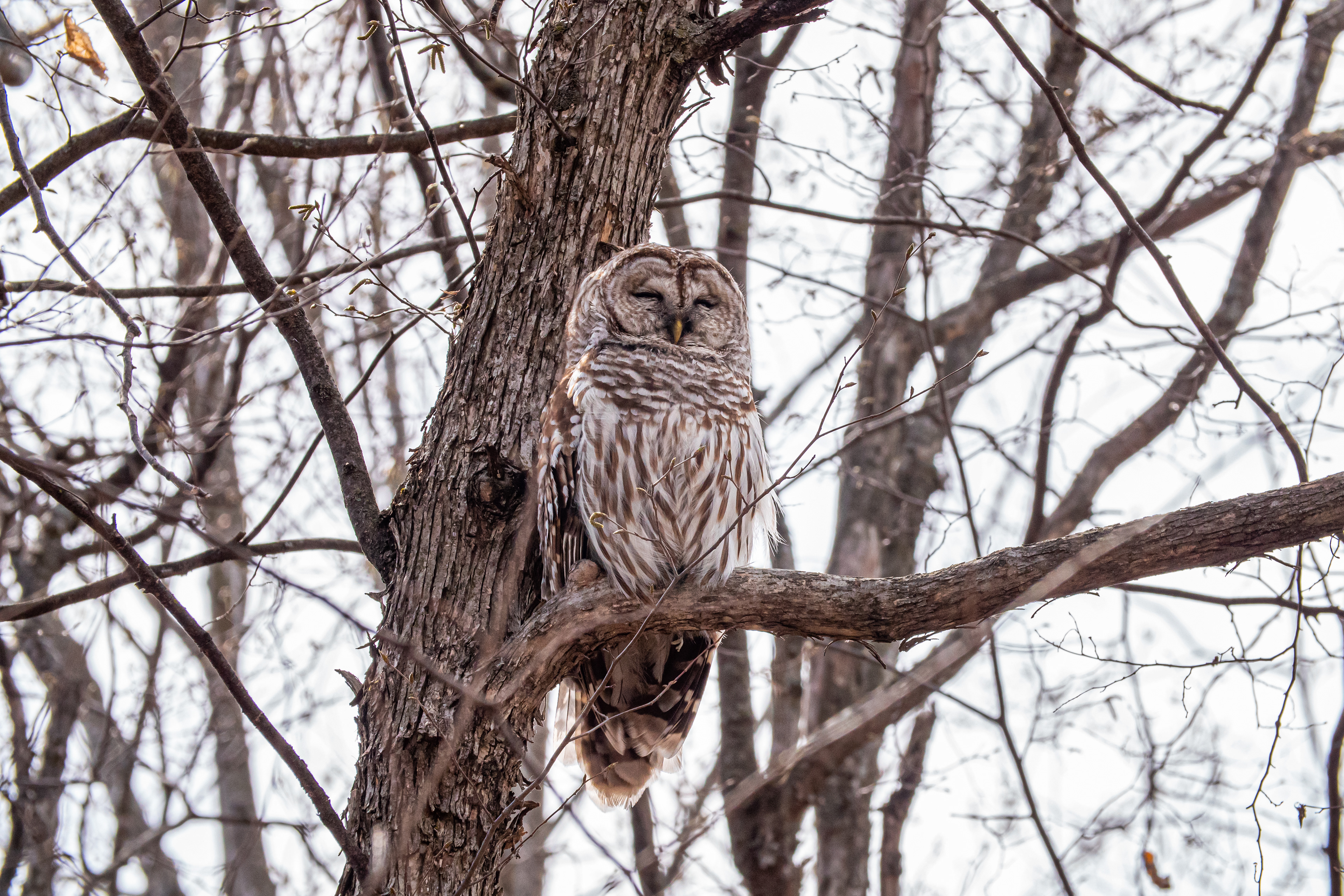 Barred Owl