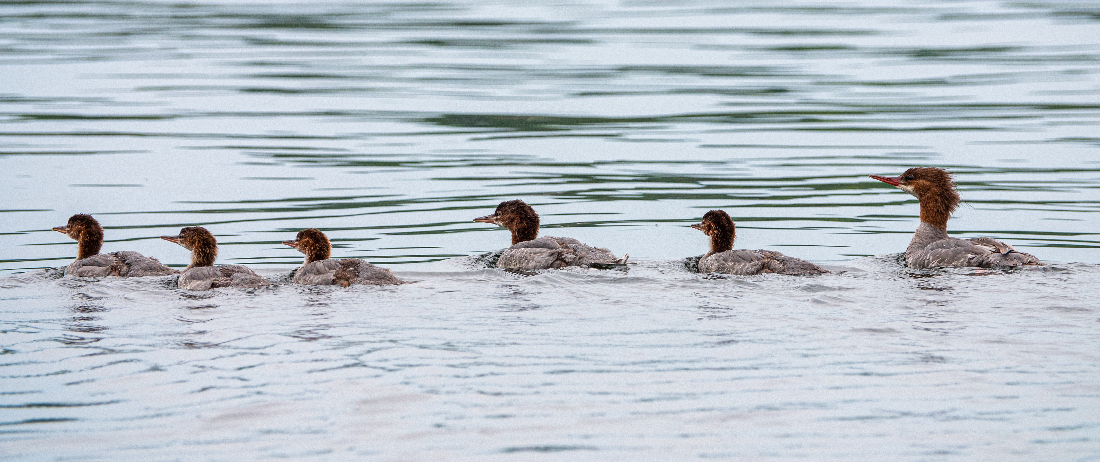 Common Merganser