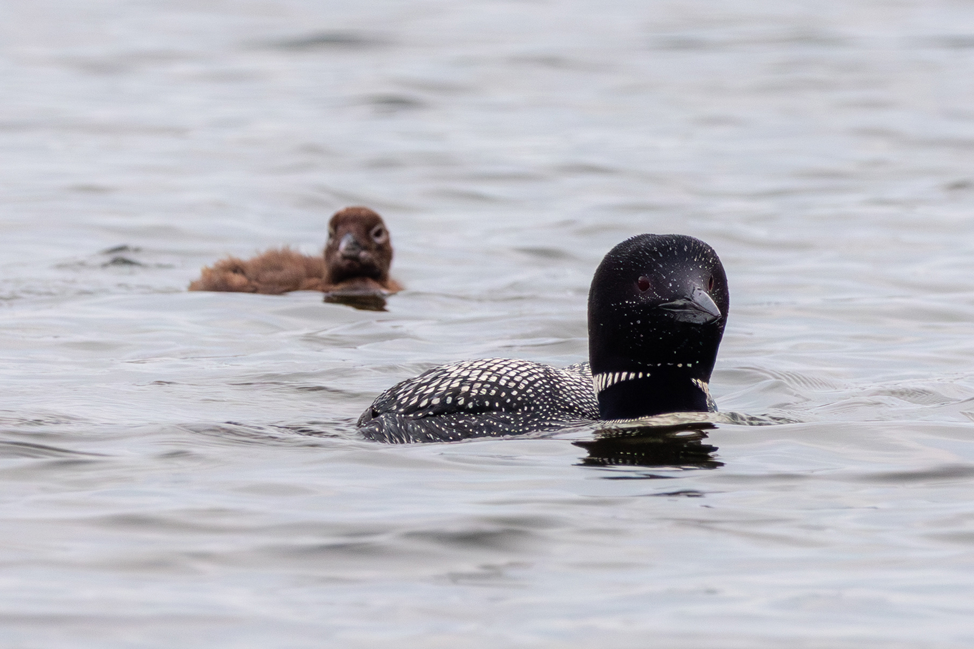 Common Loon