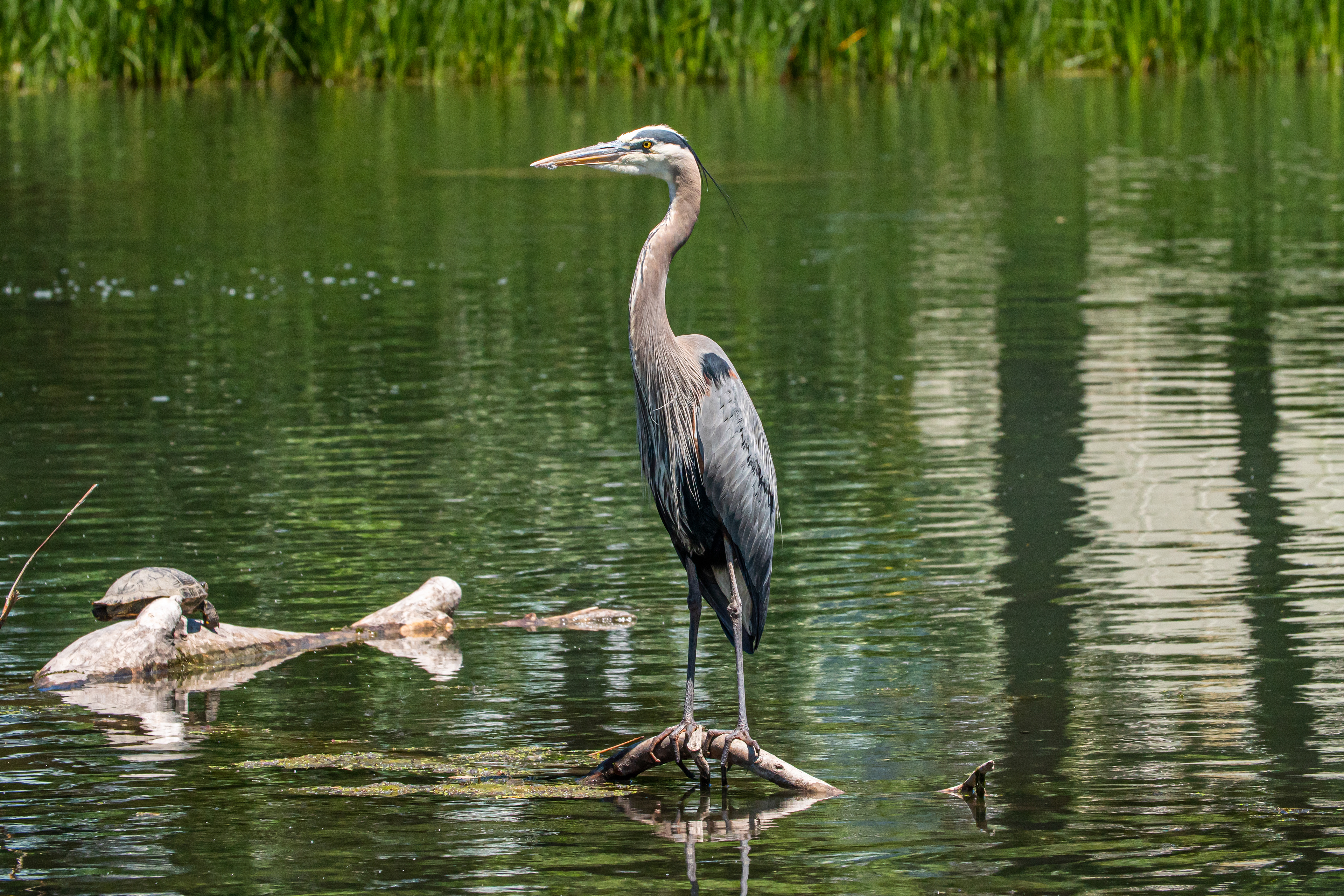 Great Blue Heron