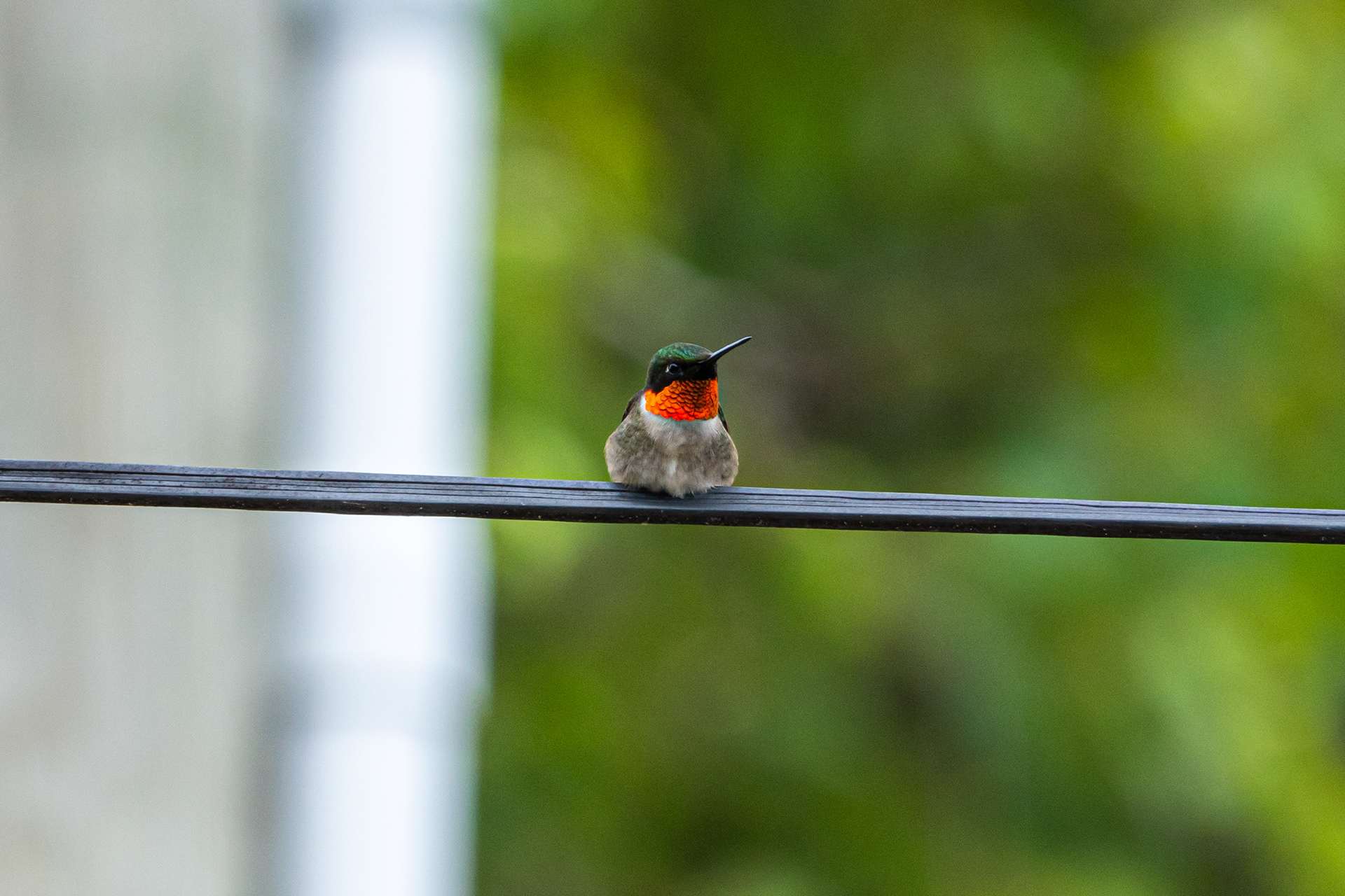 Ruby-throated Hummingbird