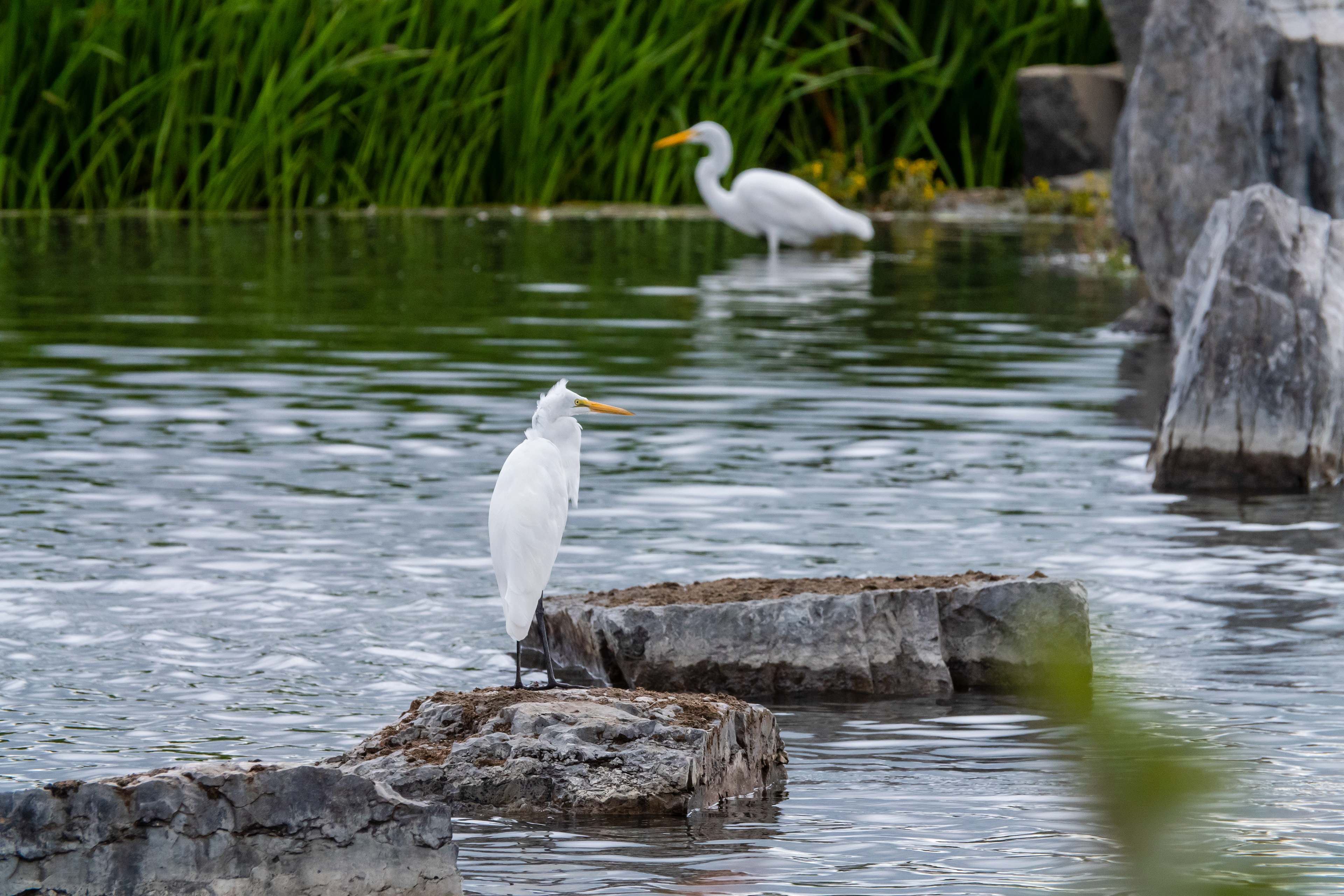 Great Egret