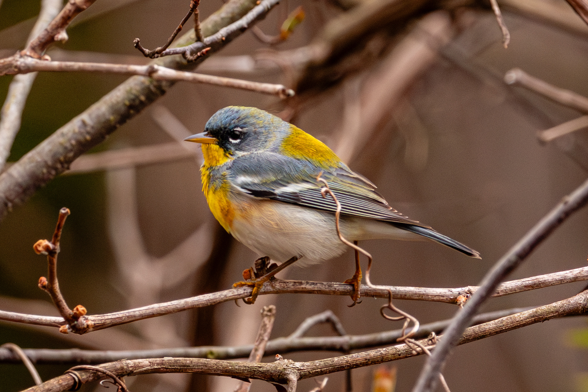 Northern Parula
