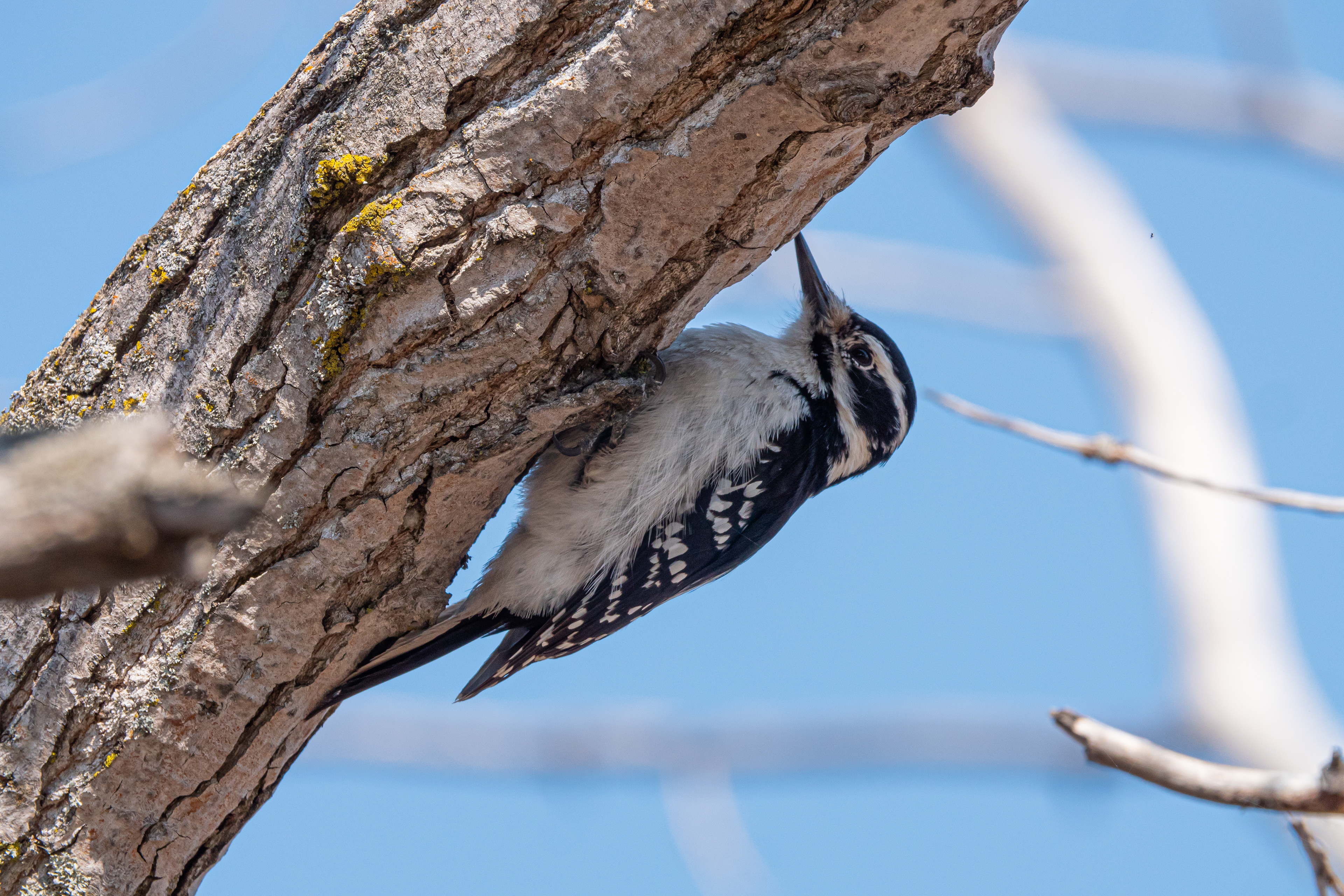 Hairy Woodpecker