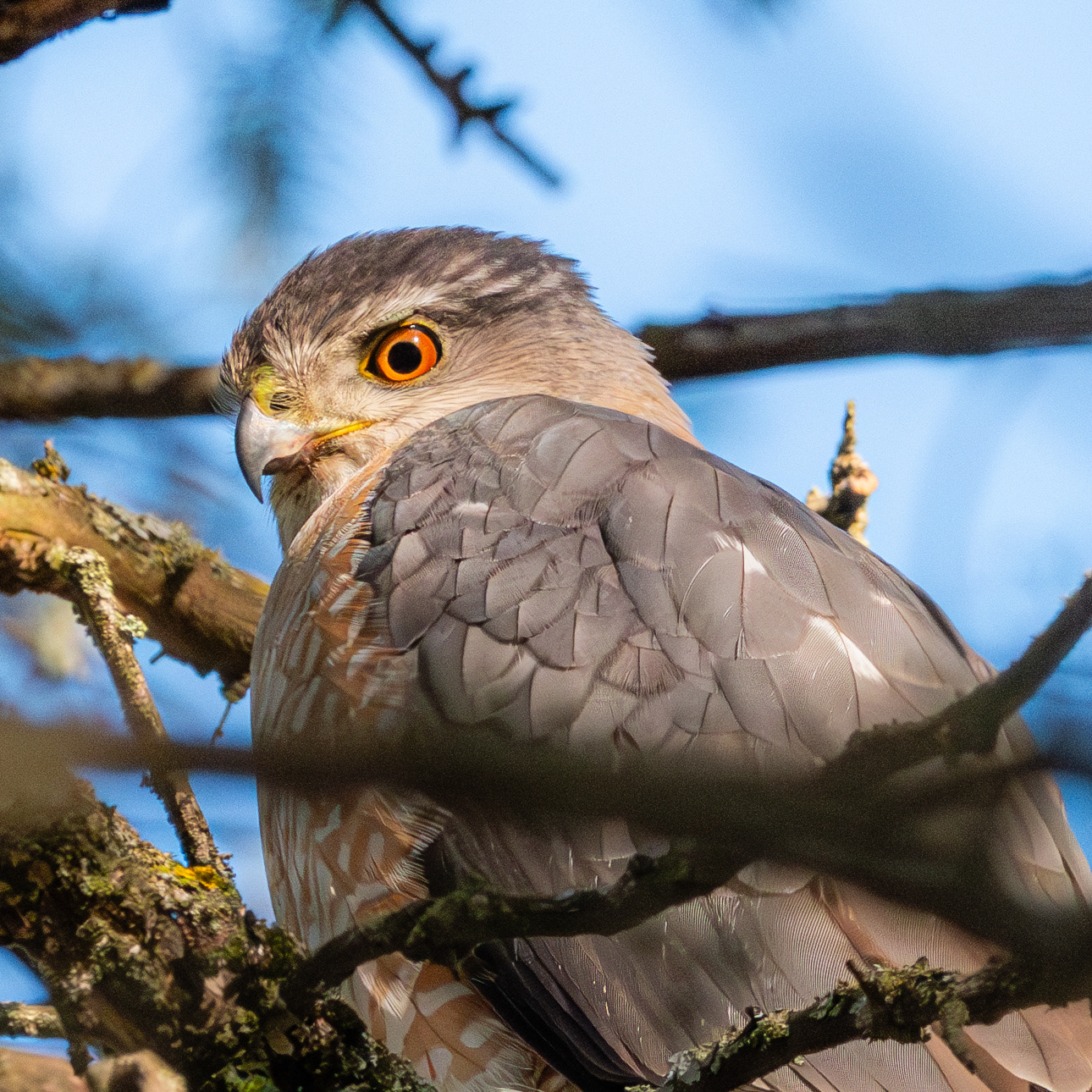 Cooper's Hawk