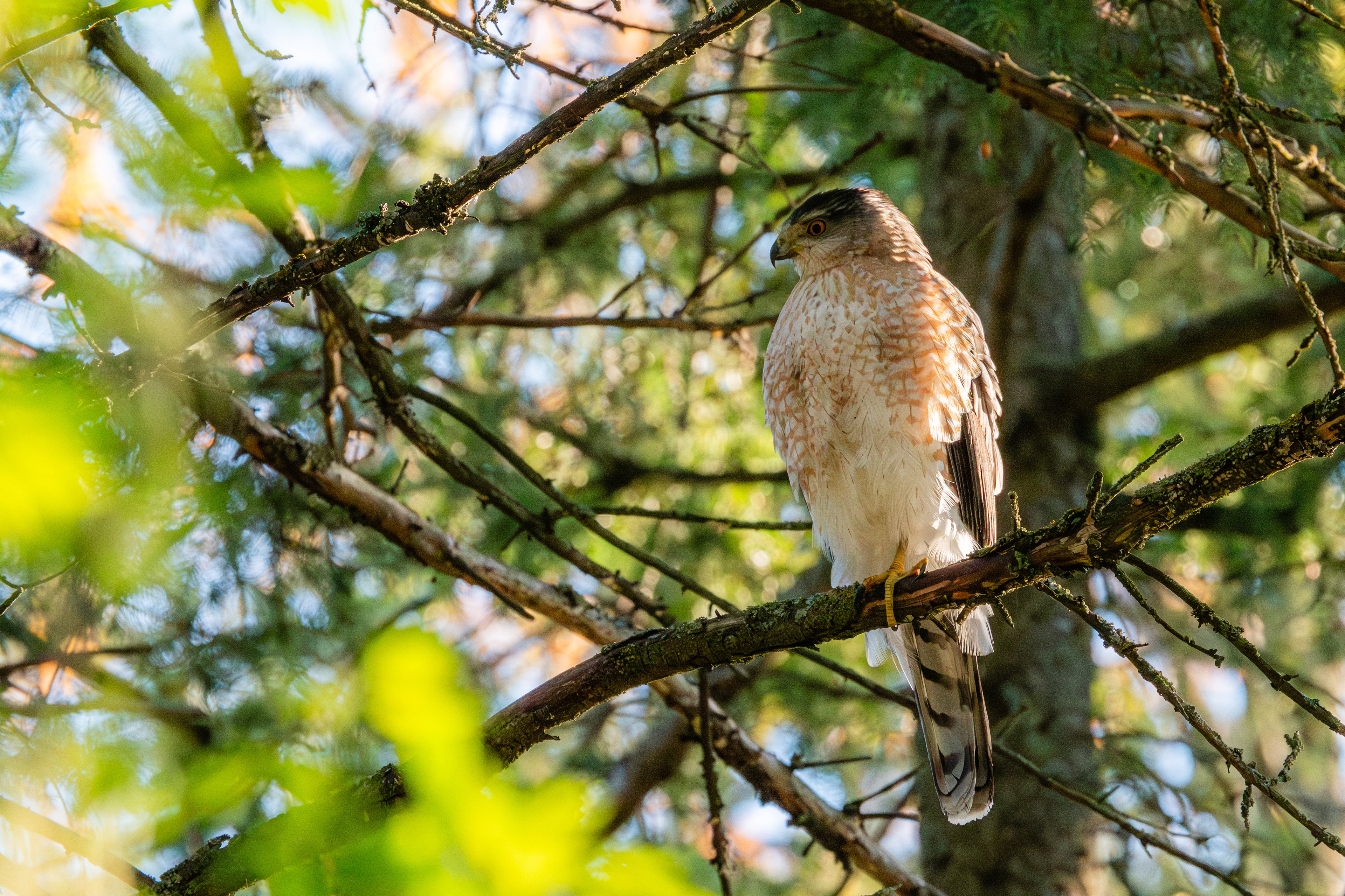 Cooper's Hawk