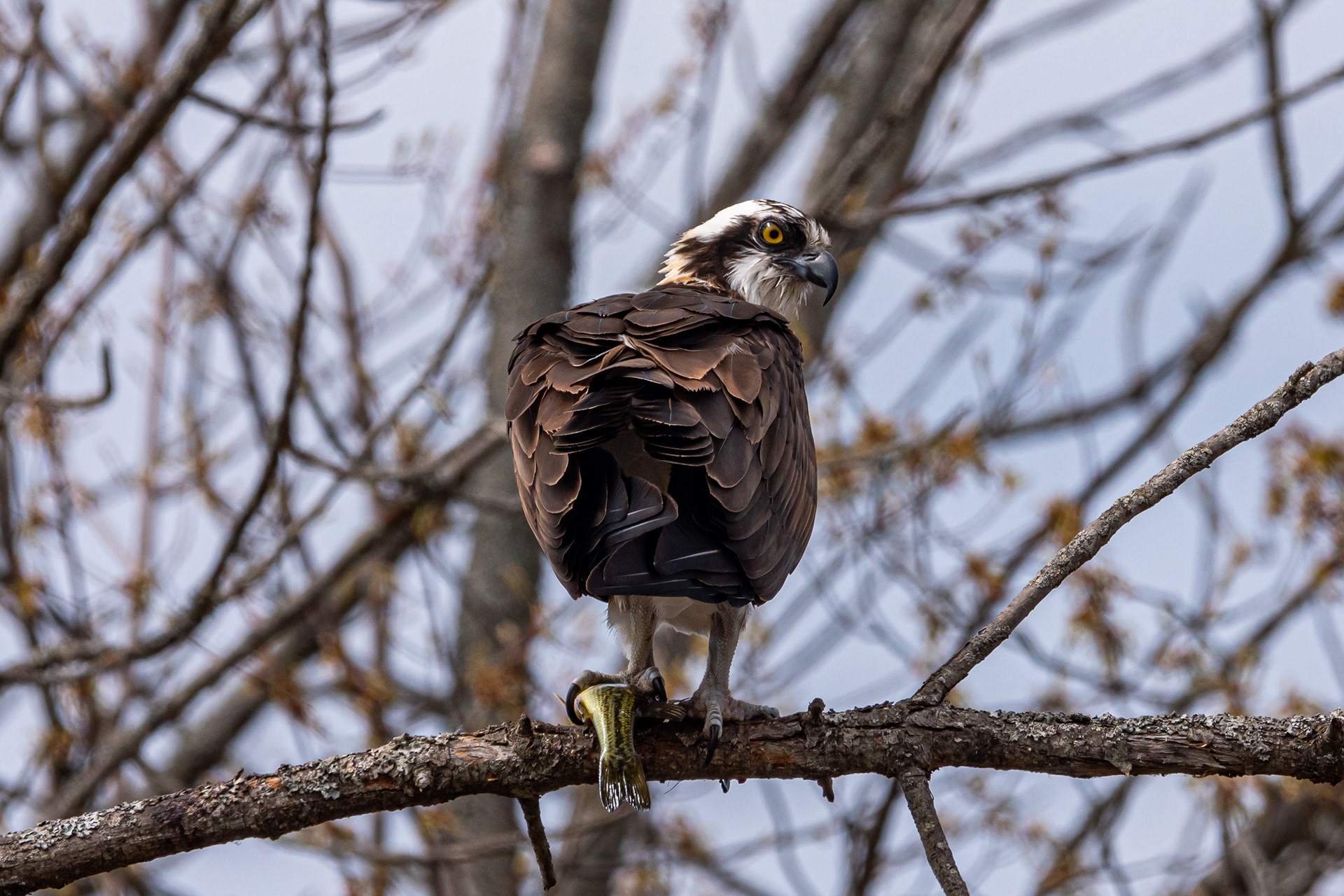 Osprey