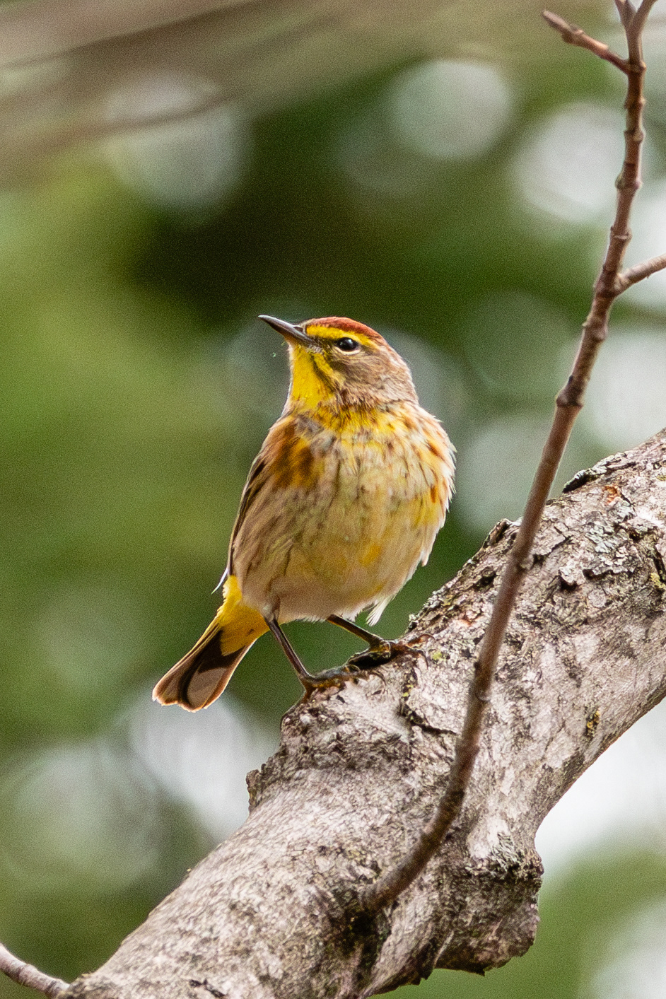 Palm Warbler