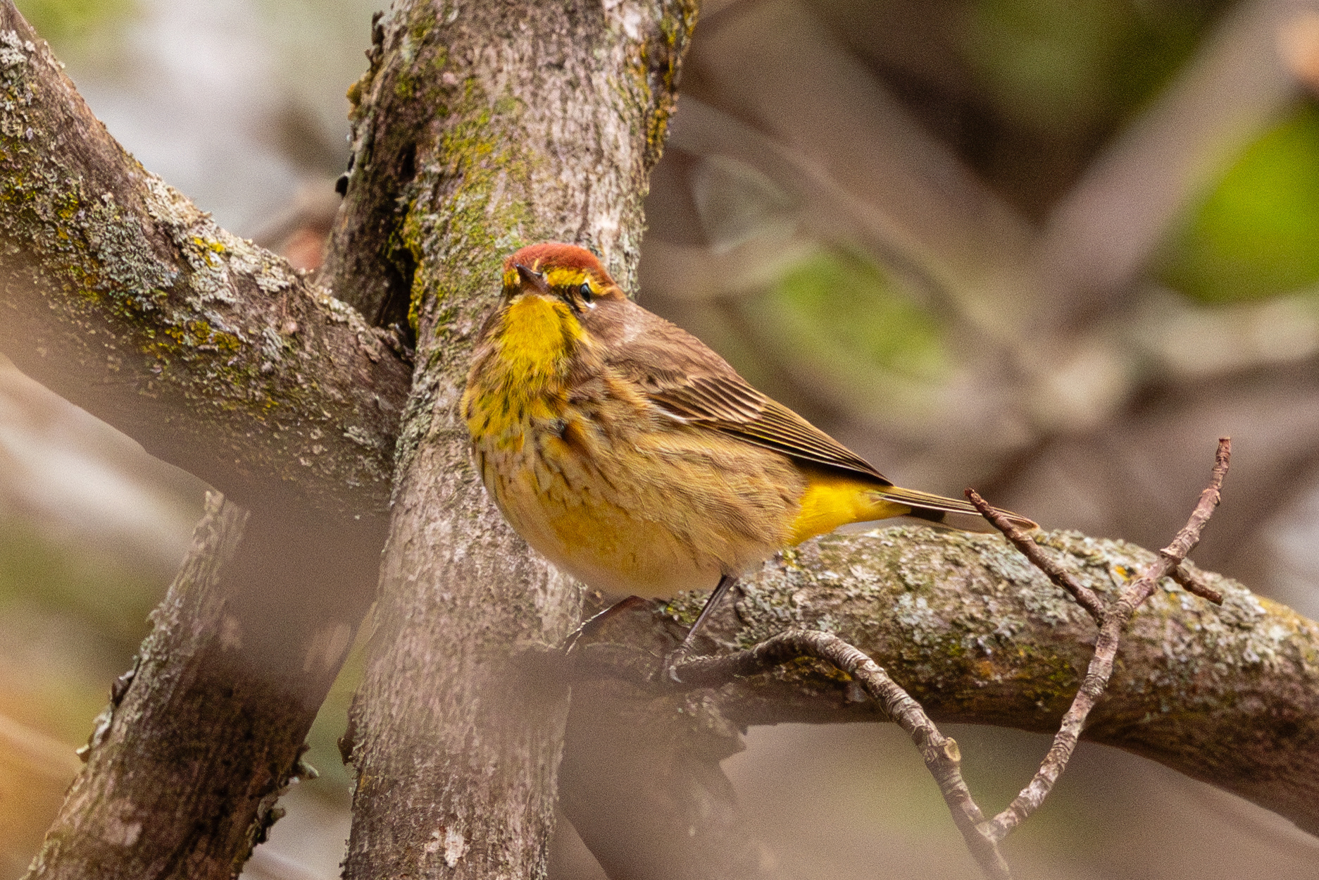 Palm Warbler