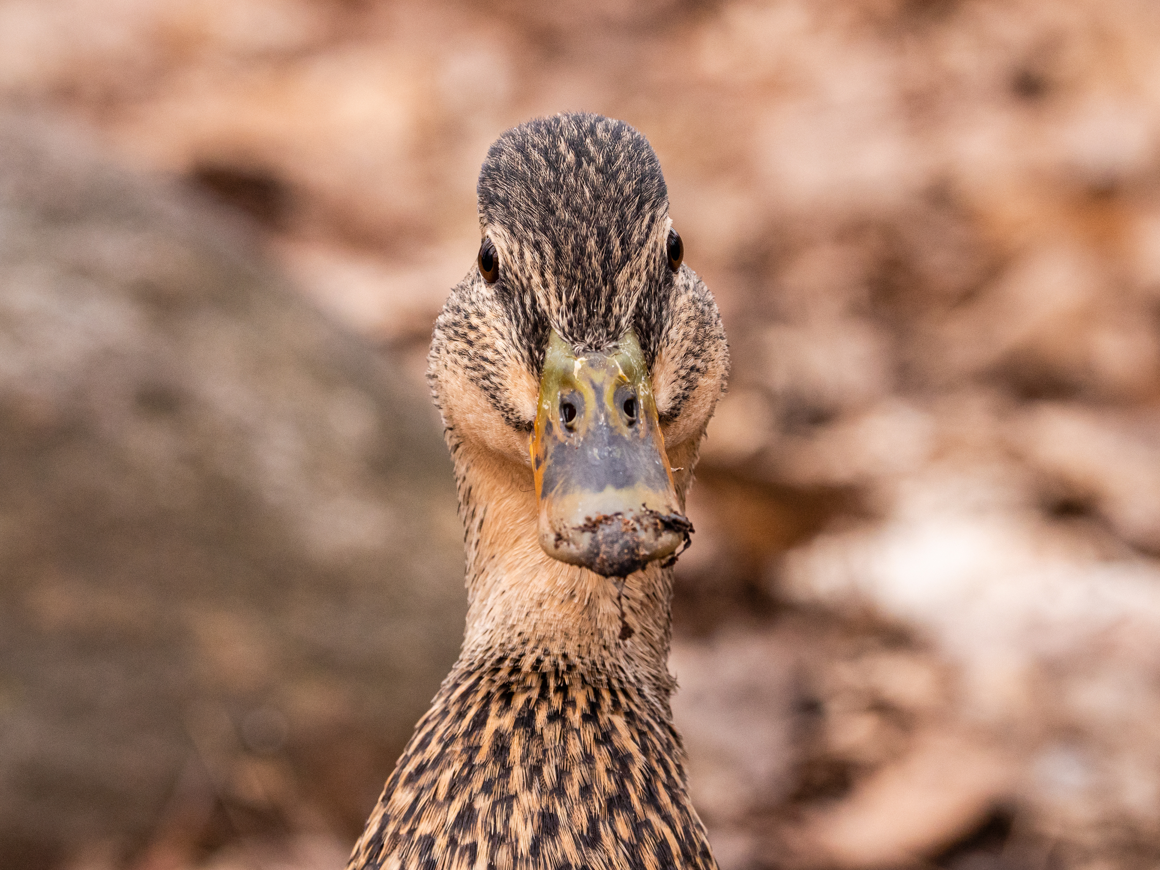 Mallard