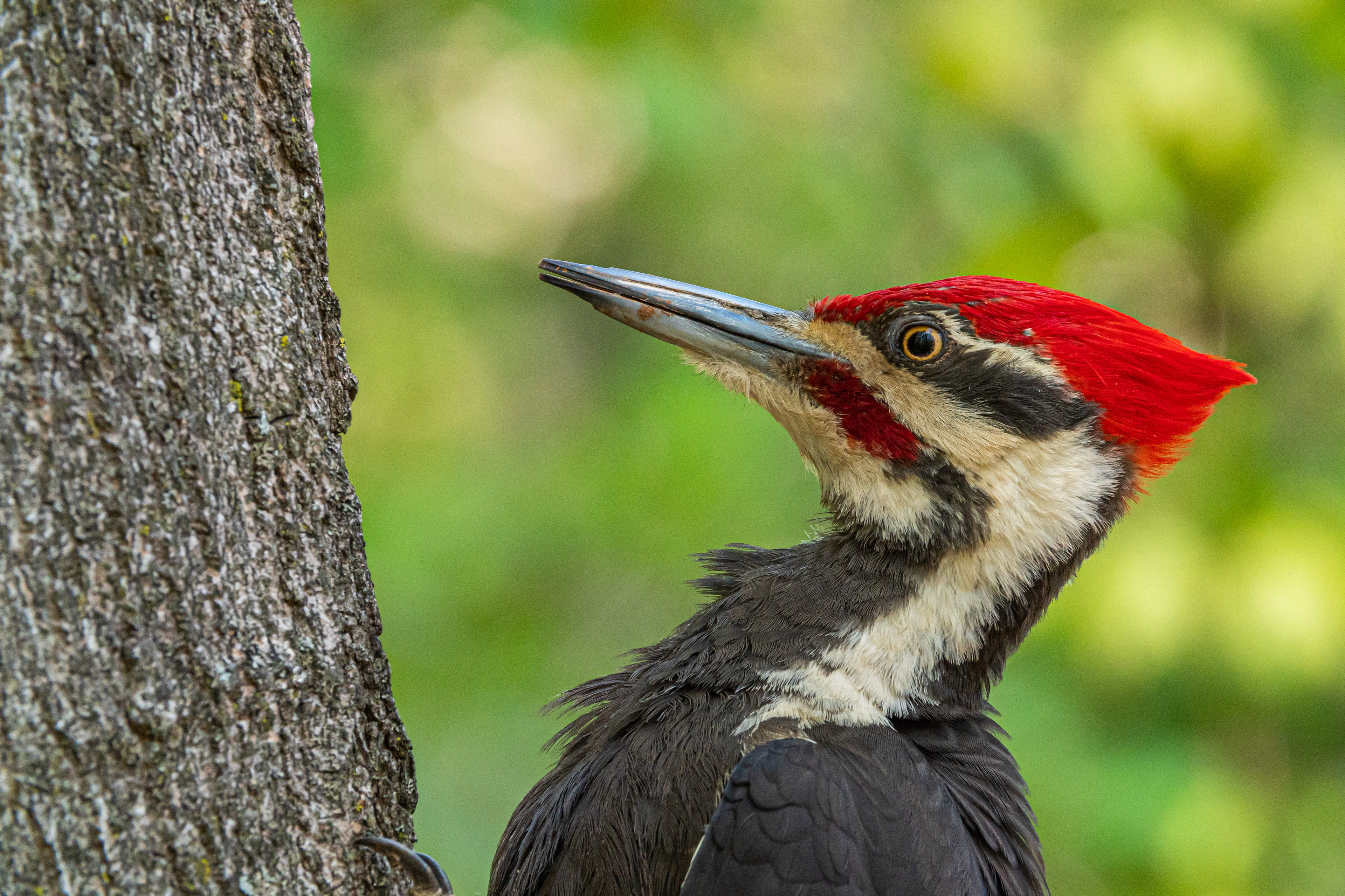 Pileated Woodpecker