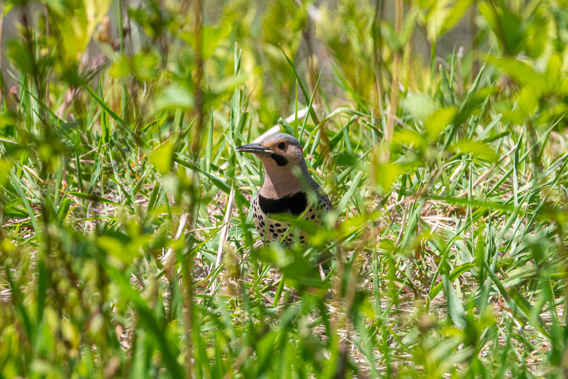Northern Flicker