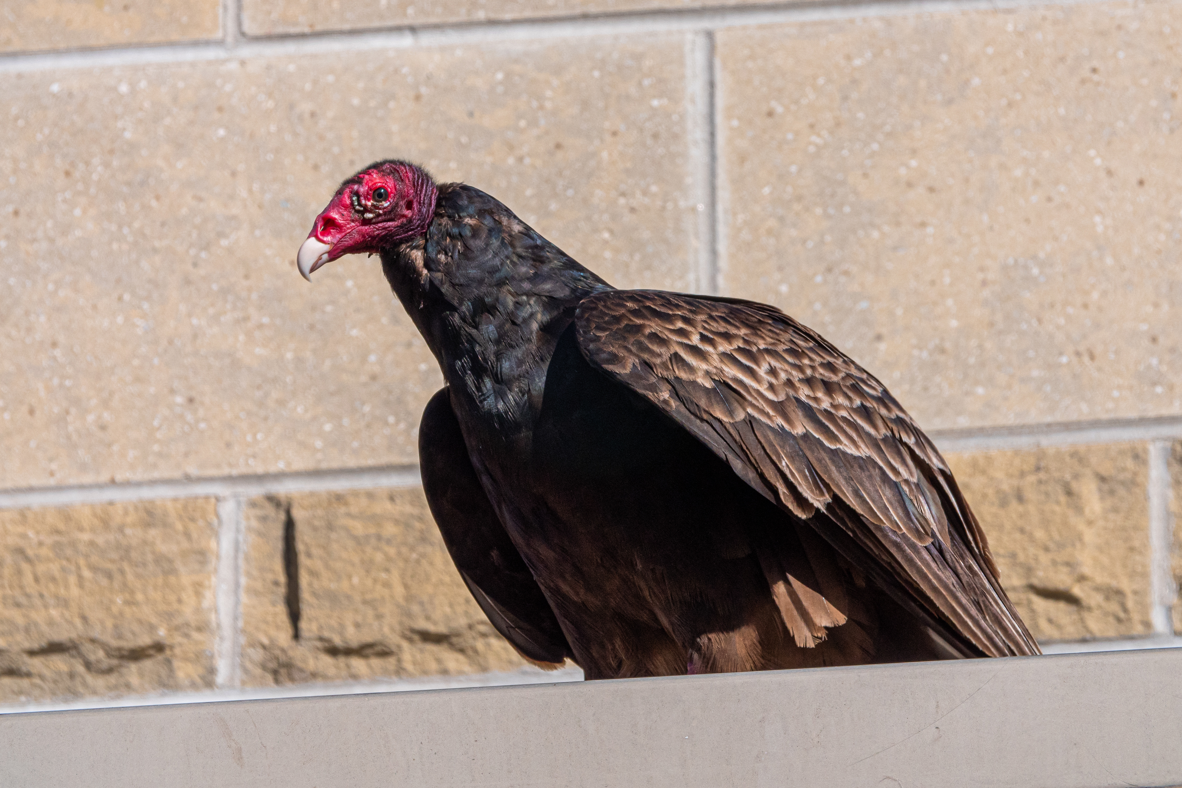 Turkey Vulture