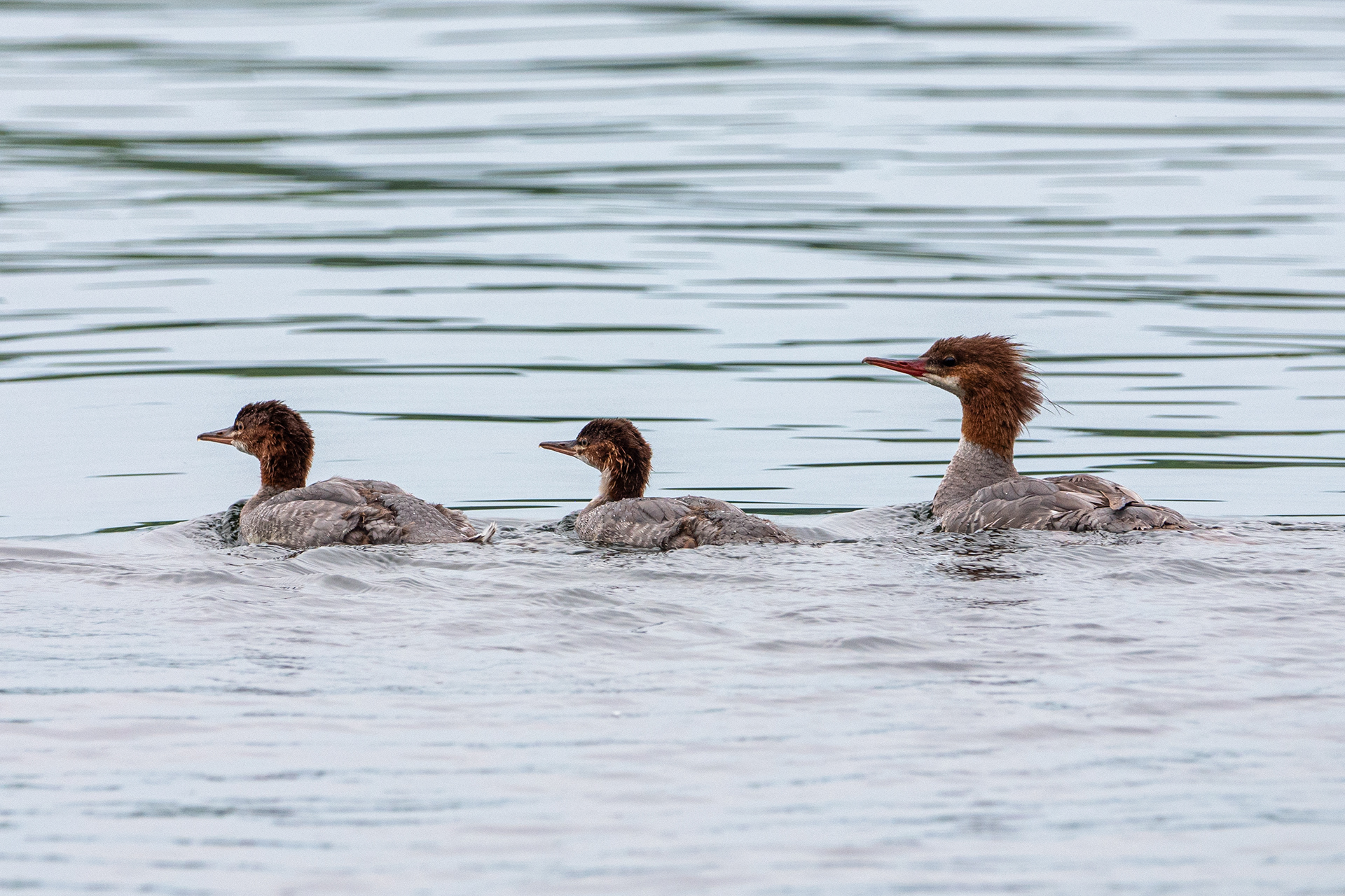 Common Merganser