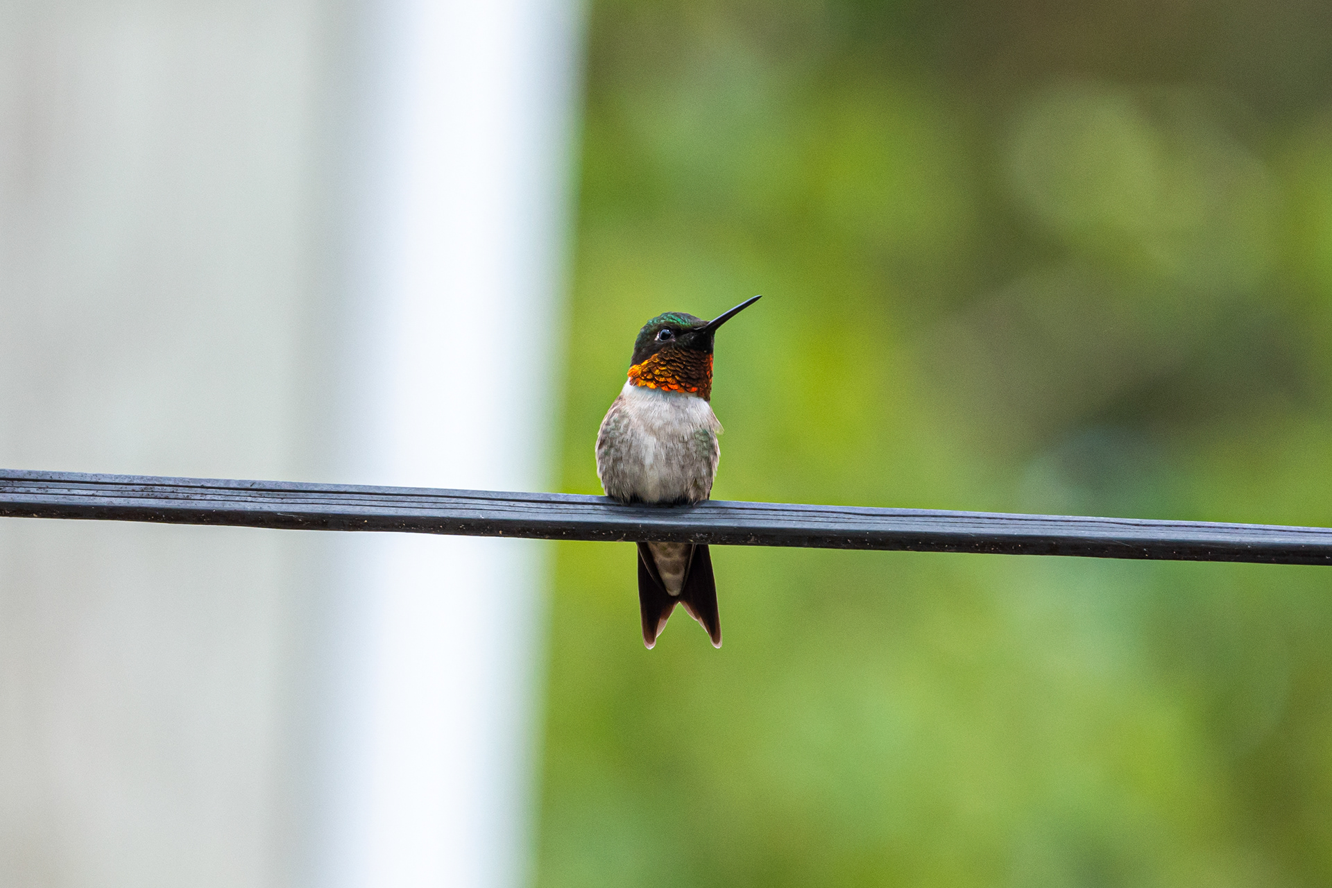 Ruby-throated Hummingbird