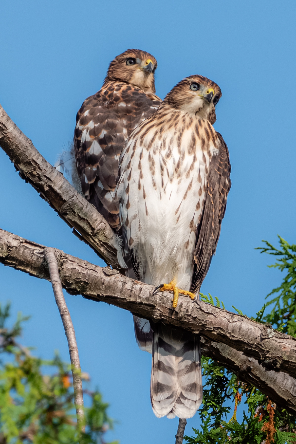 Cooper's Hawk (Juveline)