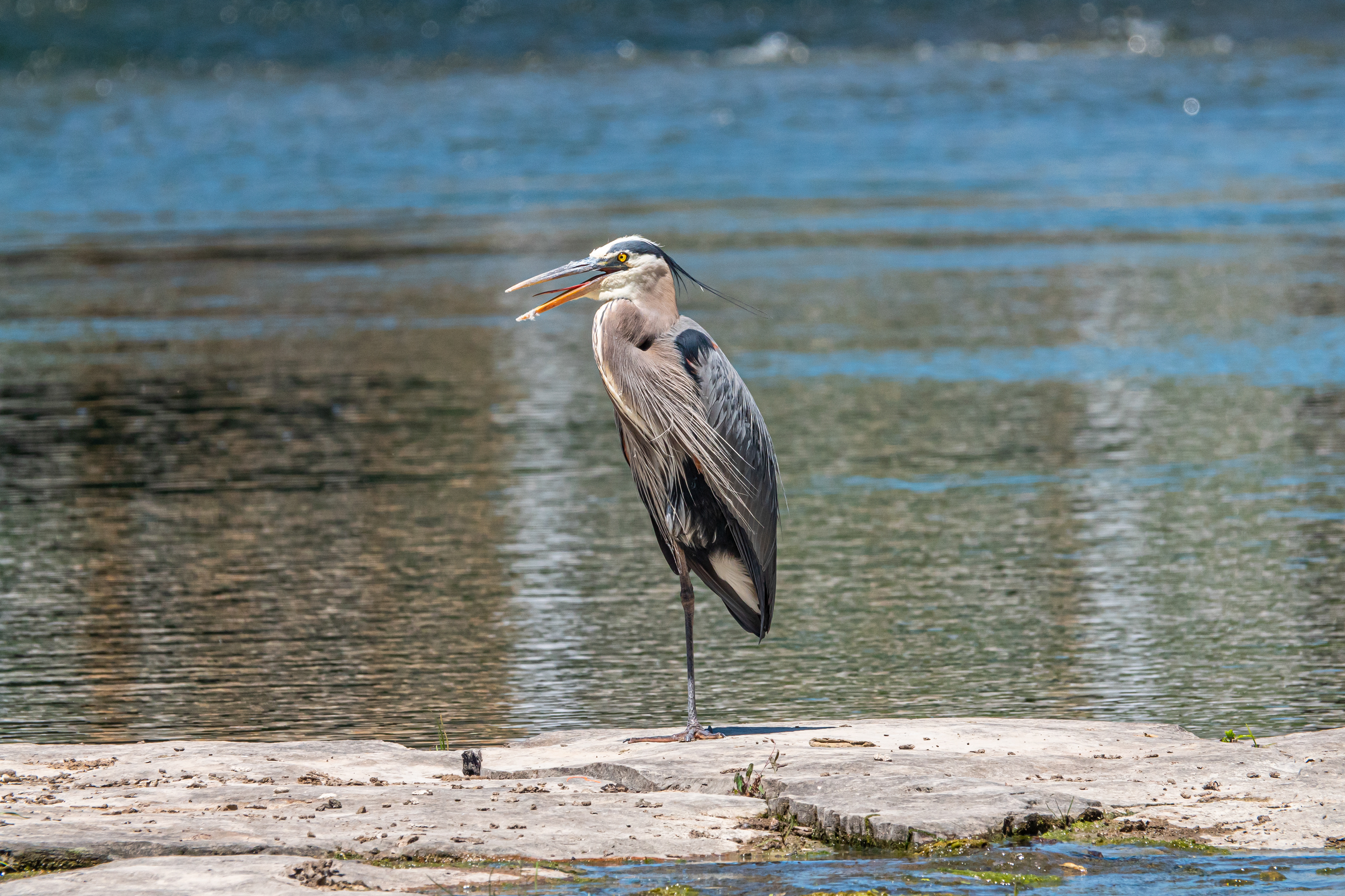 Great Blue Heron