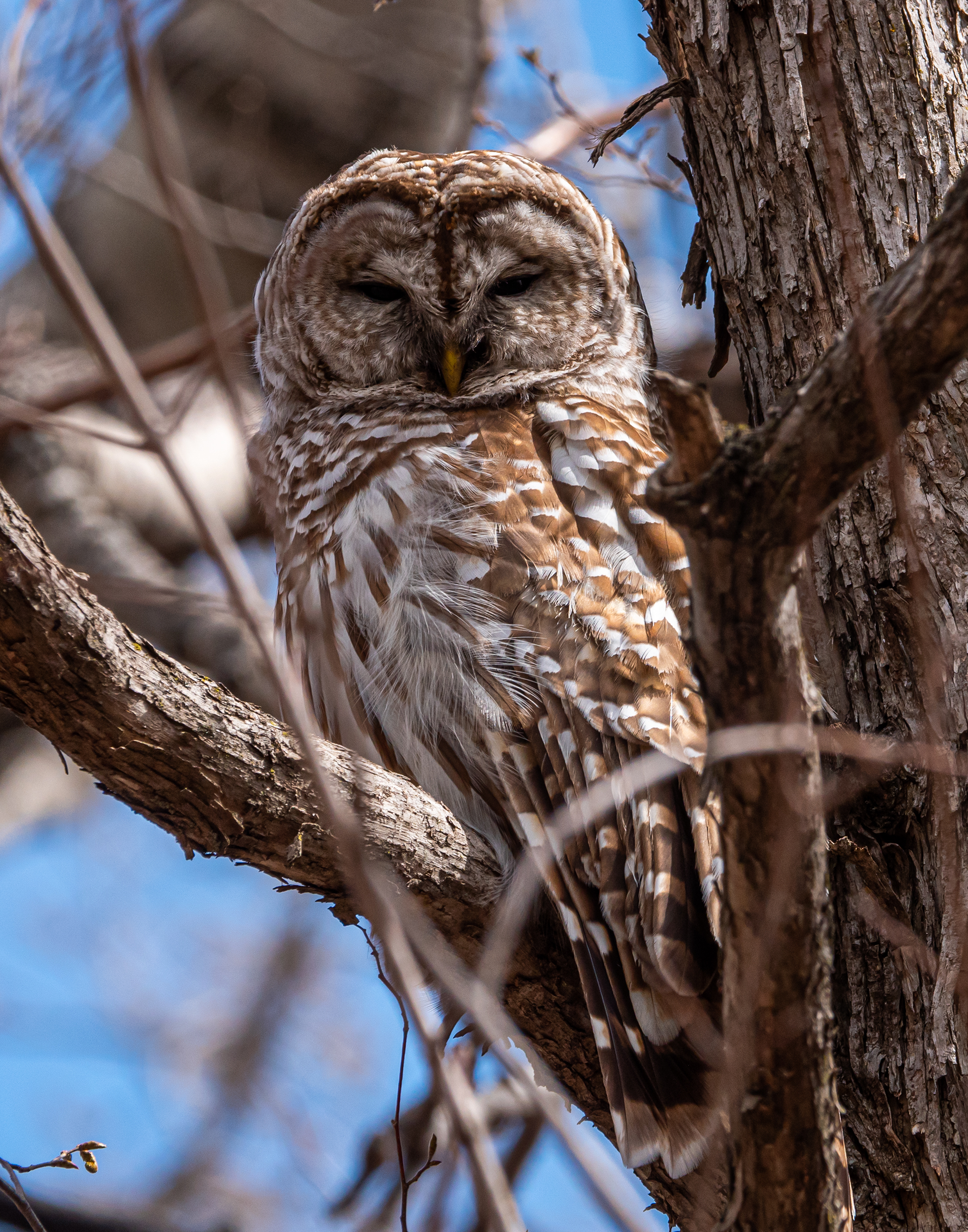 Barred Owl
