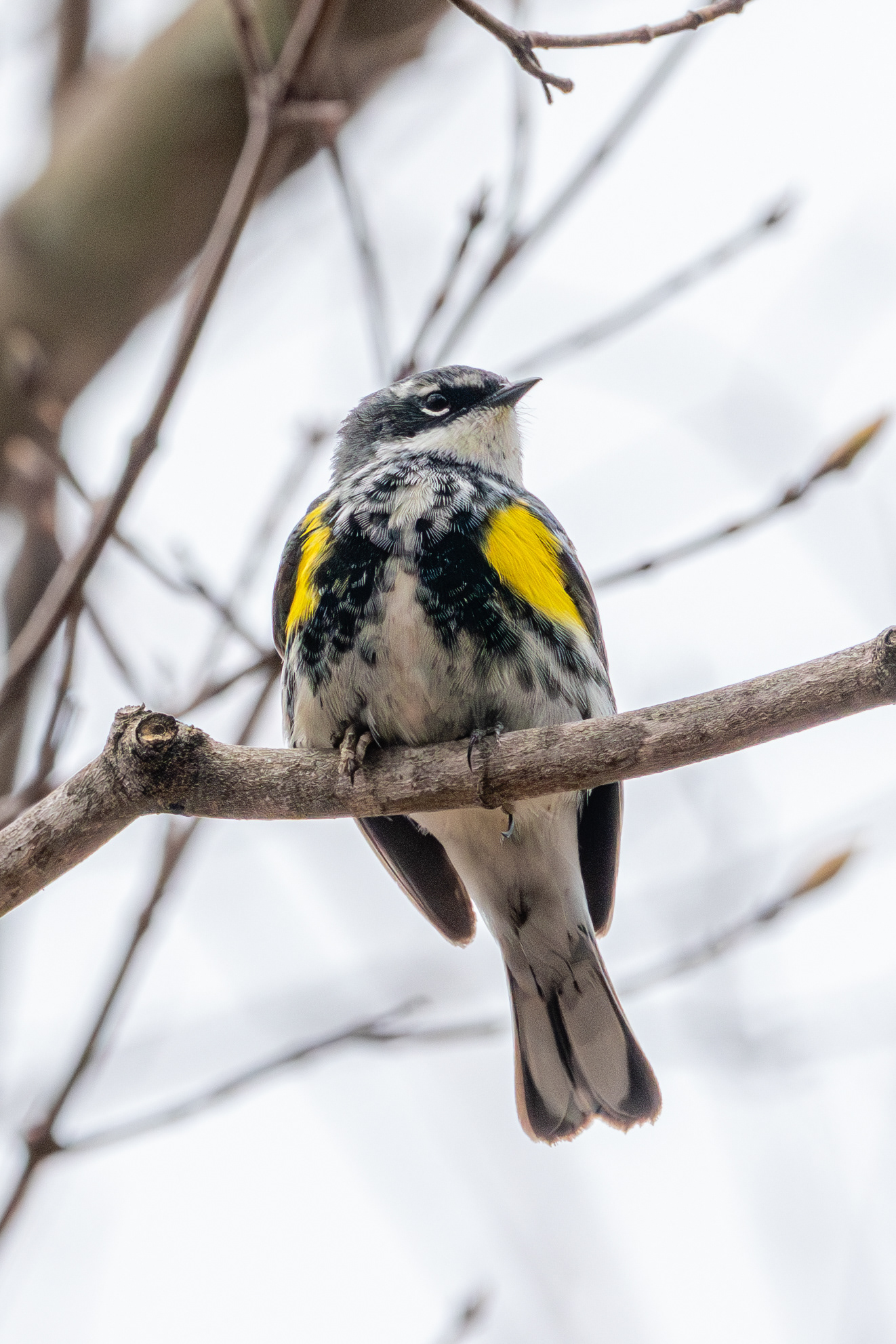 Yellow-rumped Warbler