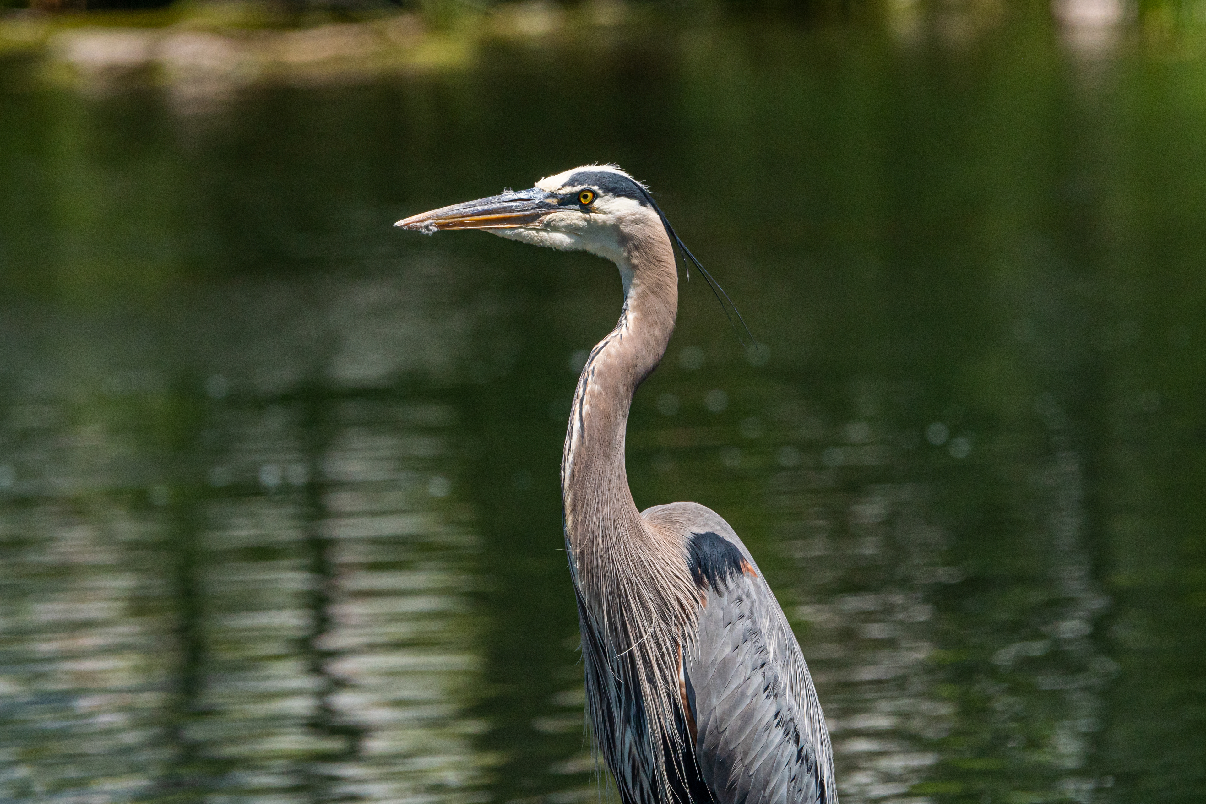 Great Blue Heron
