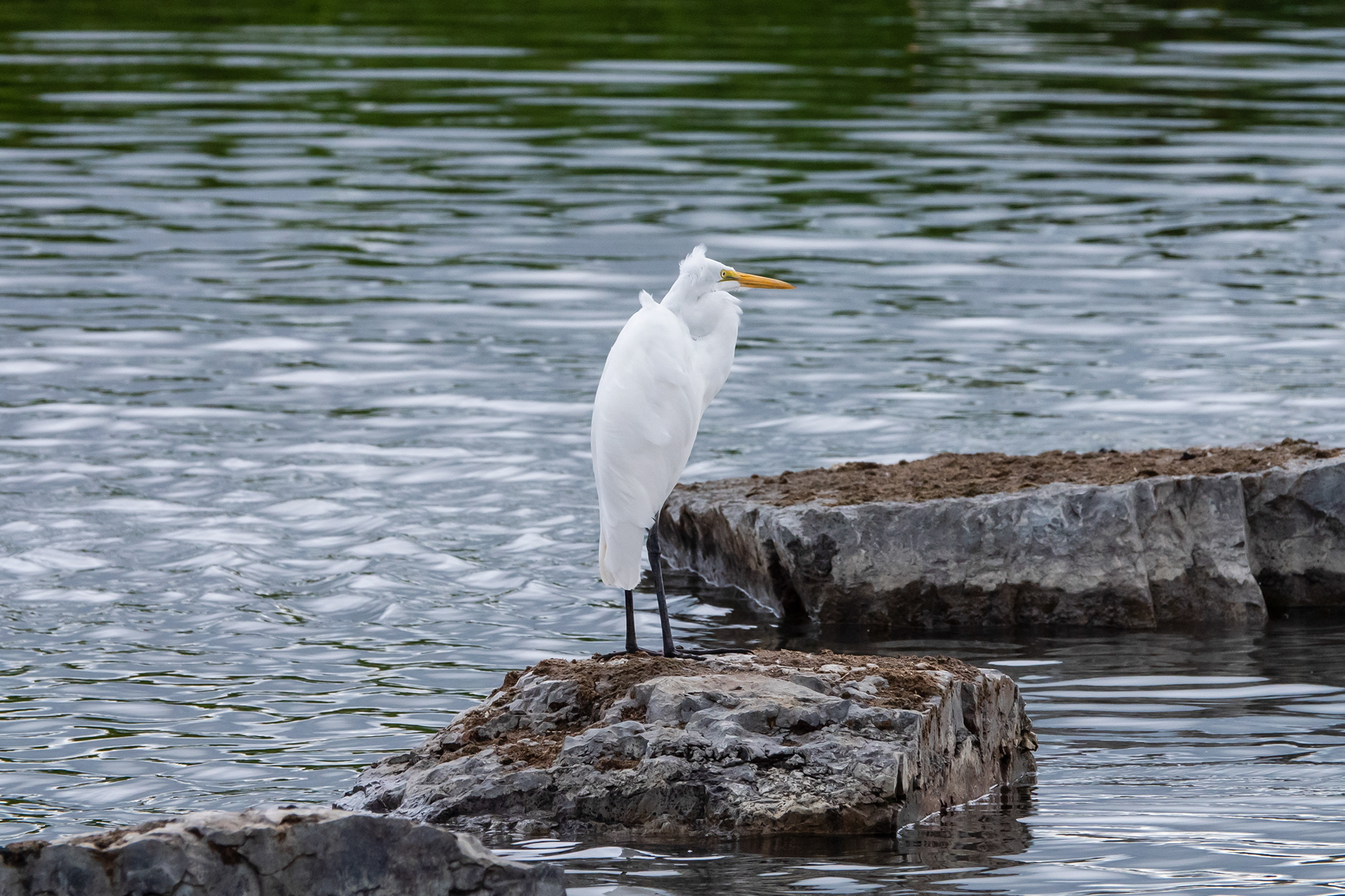 Great Egret