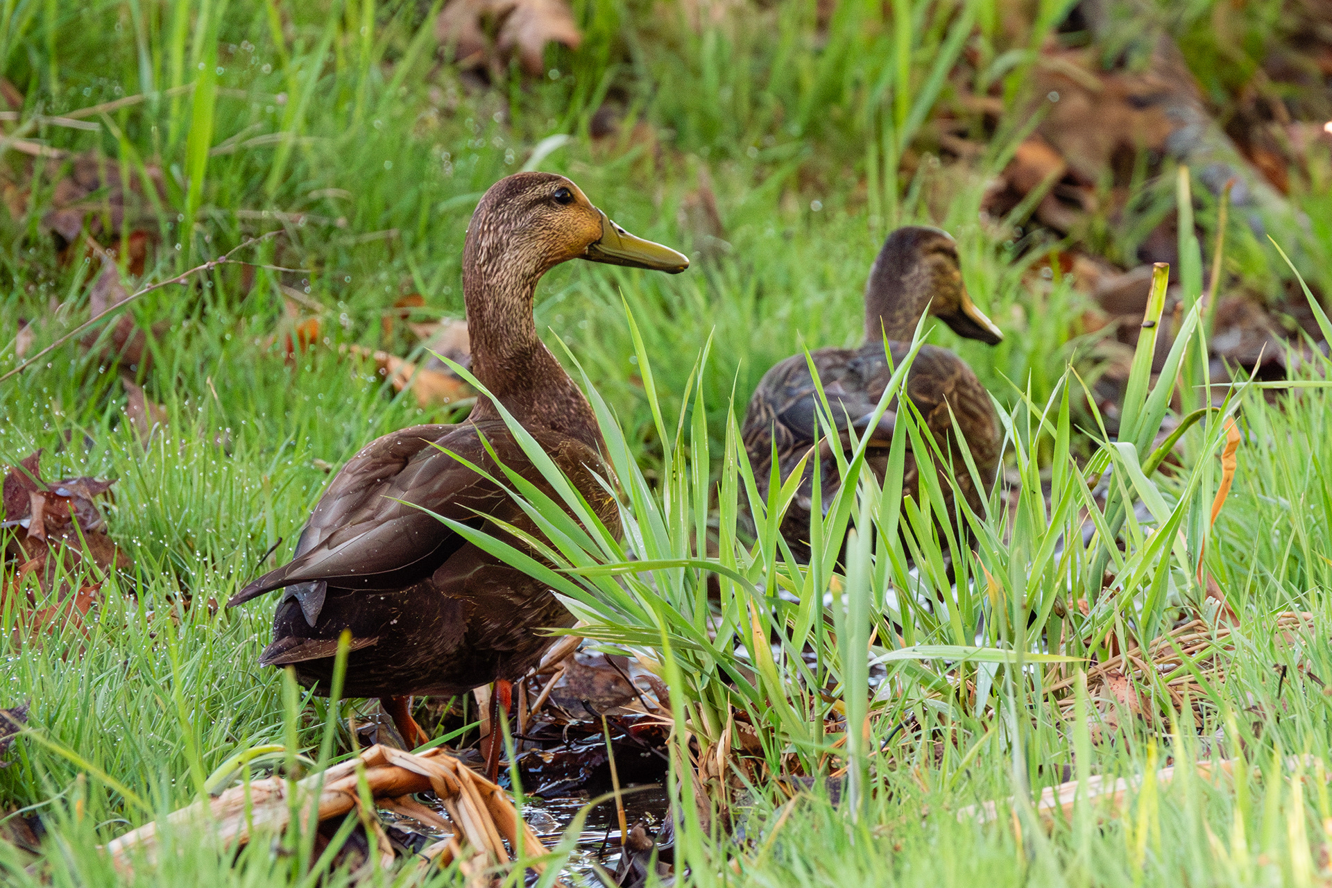 American Black Duck