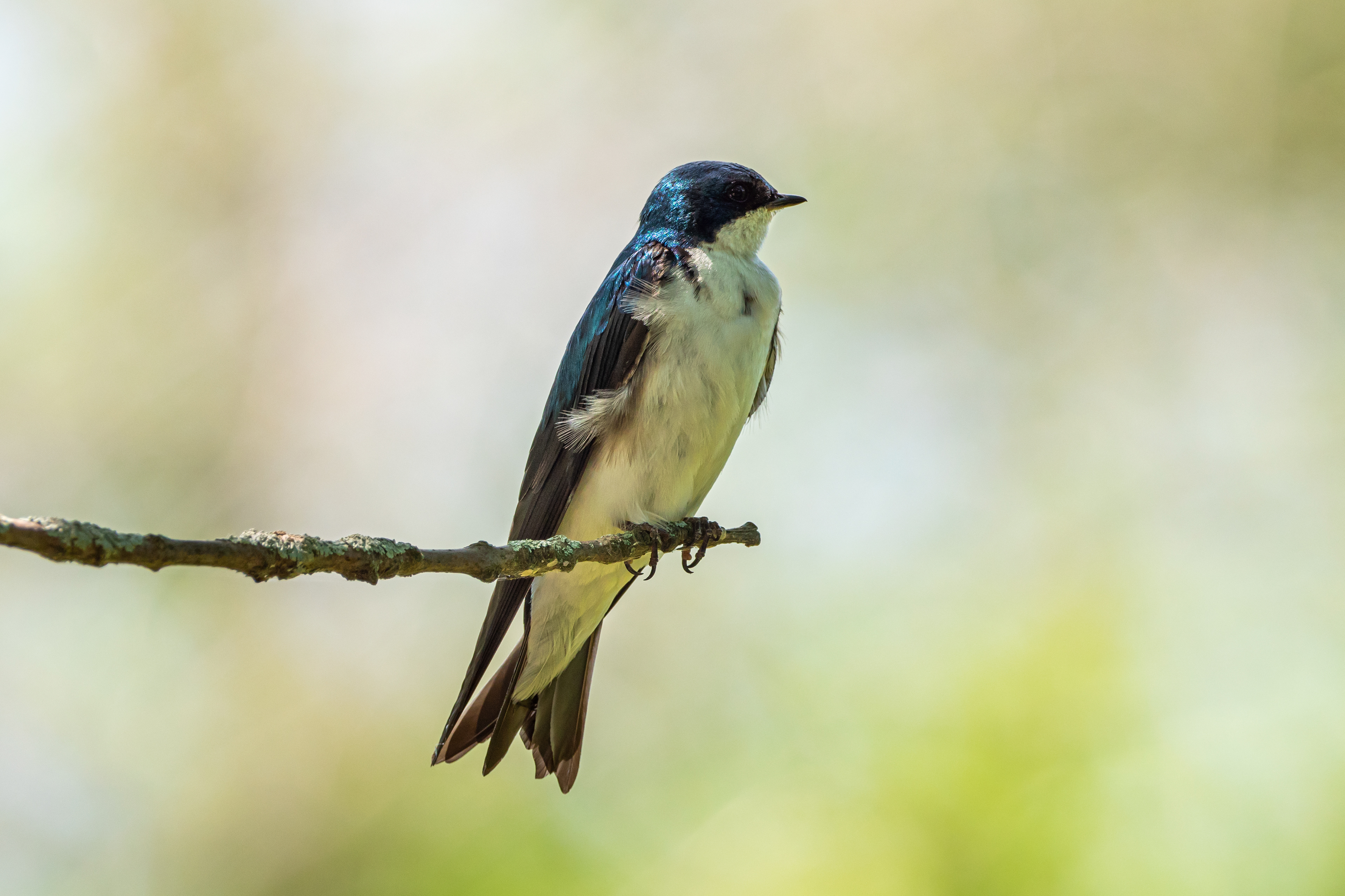 Tree Swallow