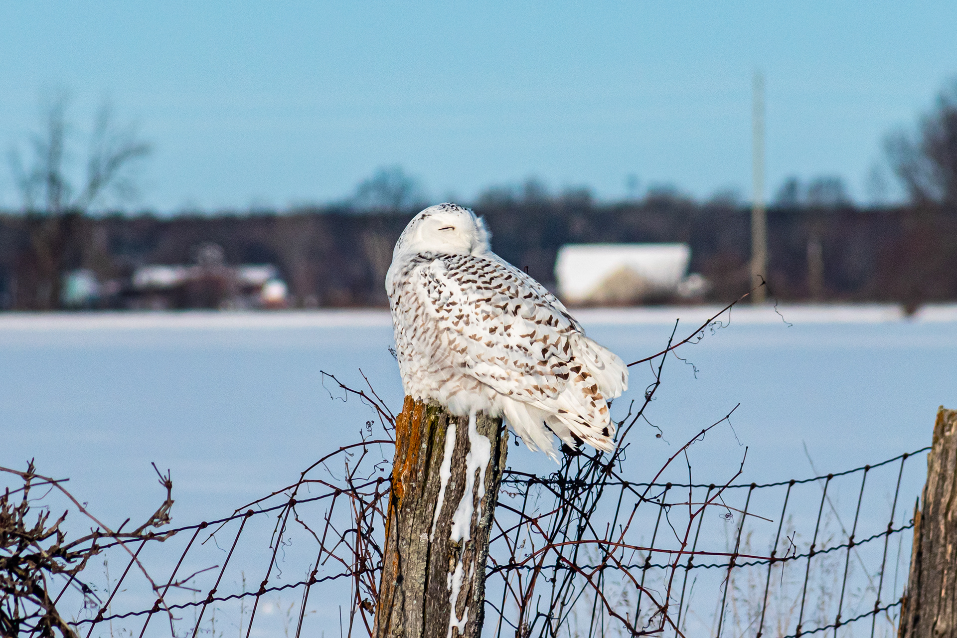 Snowy Owl