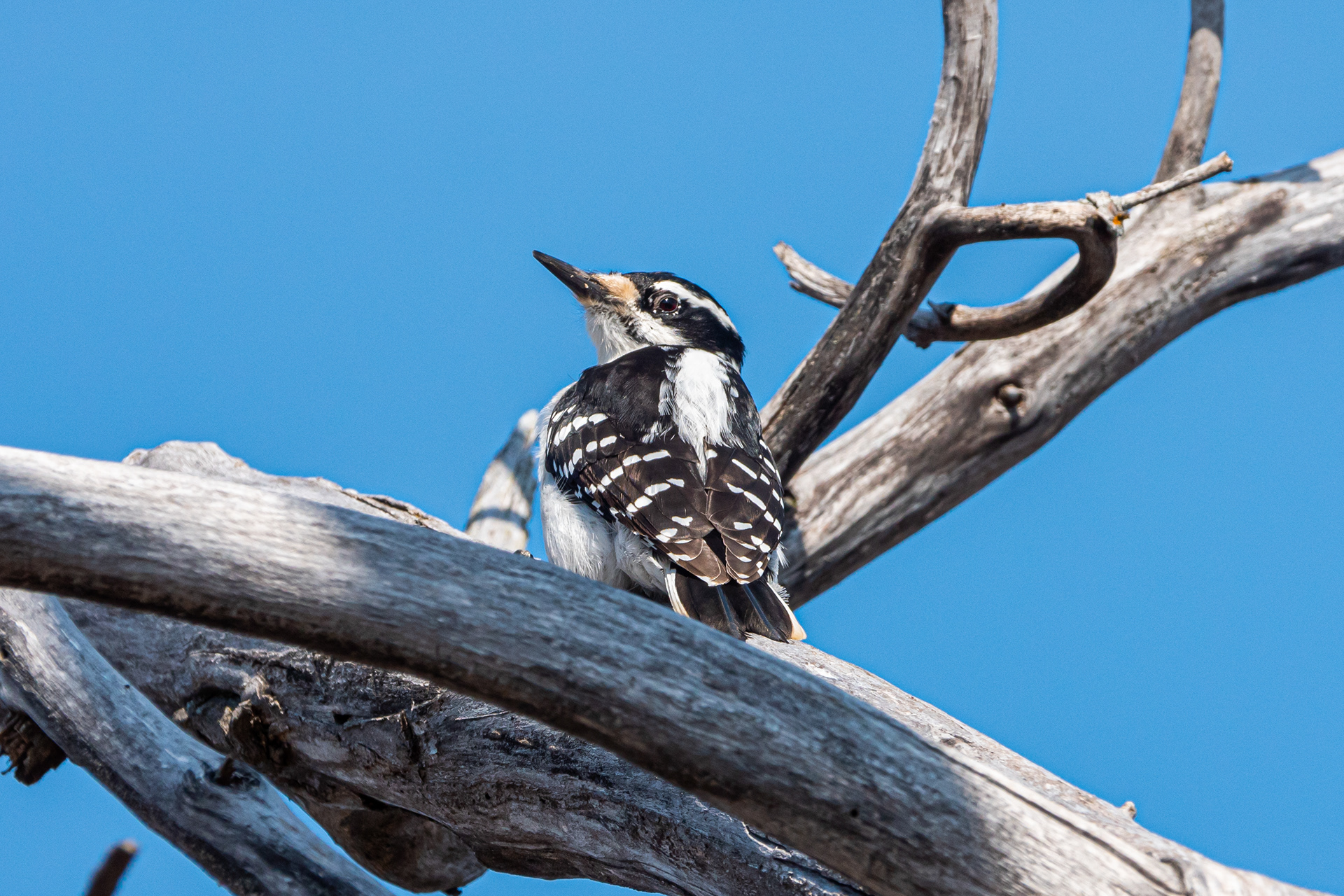Hairy Woodpecker