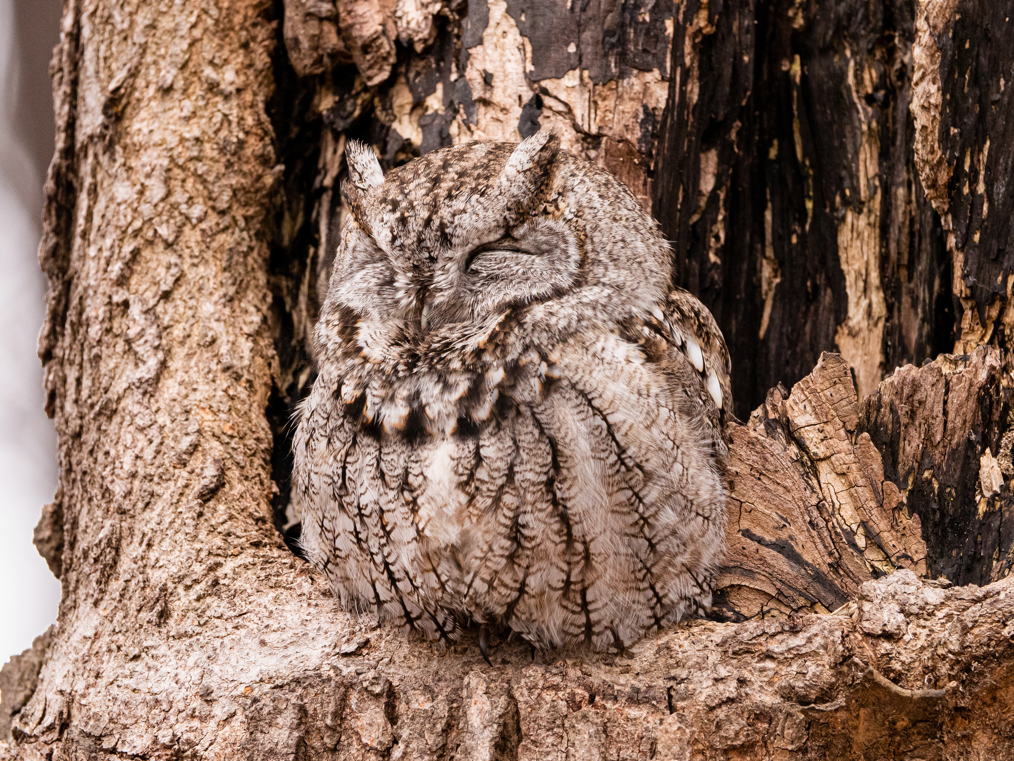 Eastern Screech Owl
