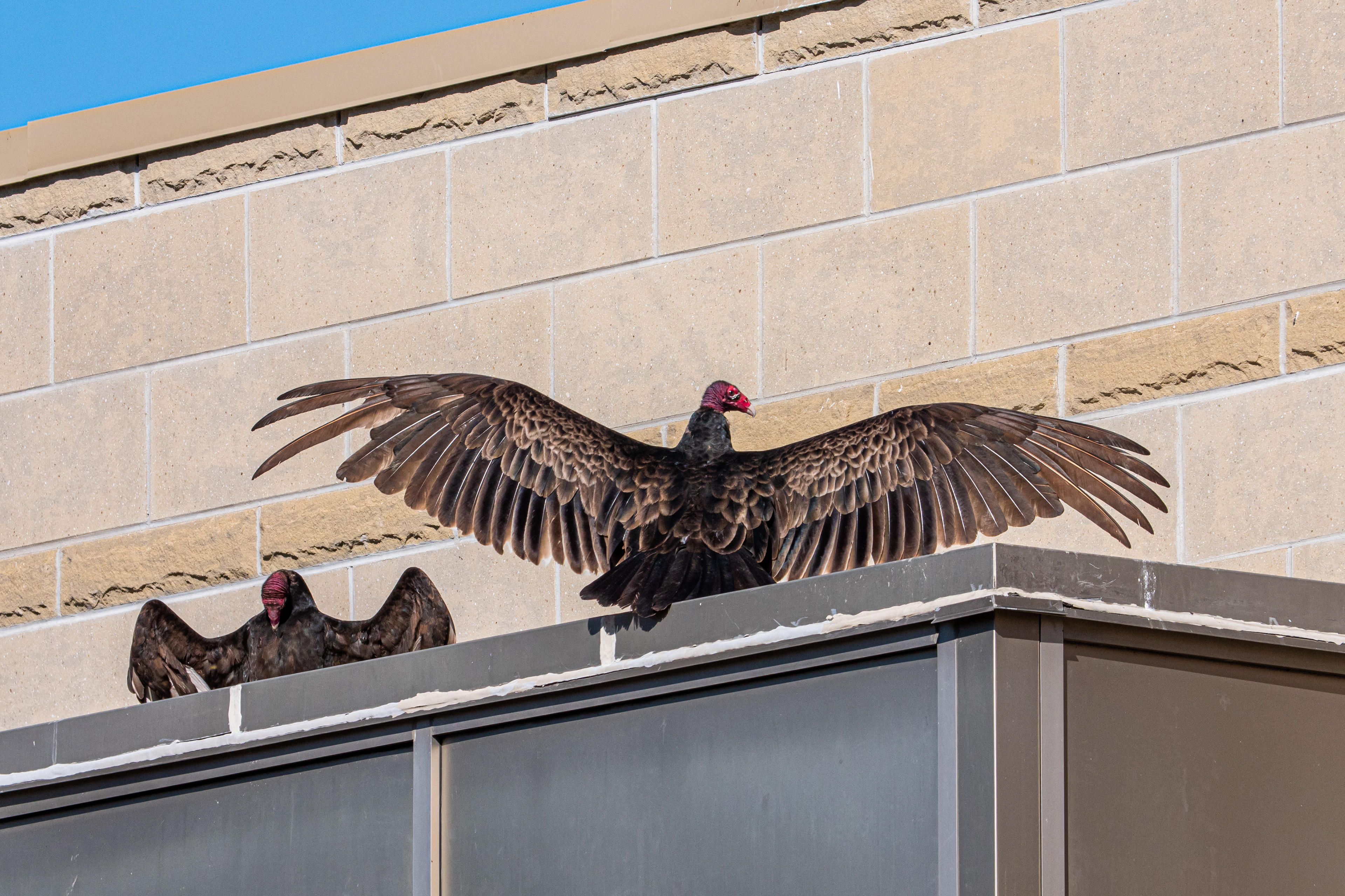 Turkey Vulture