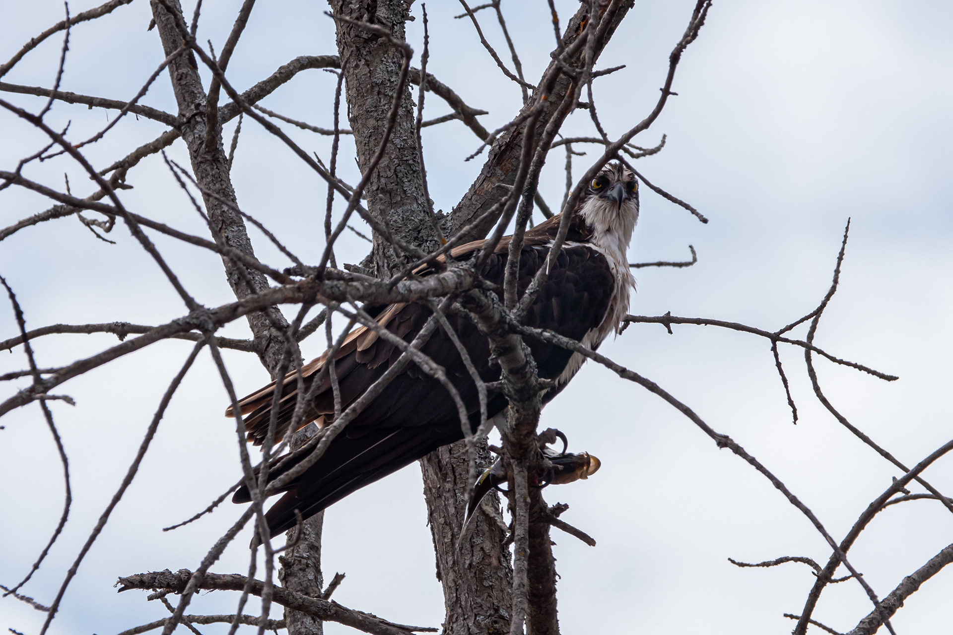 Osprey